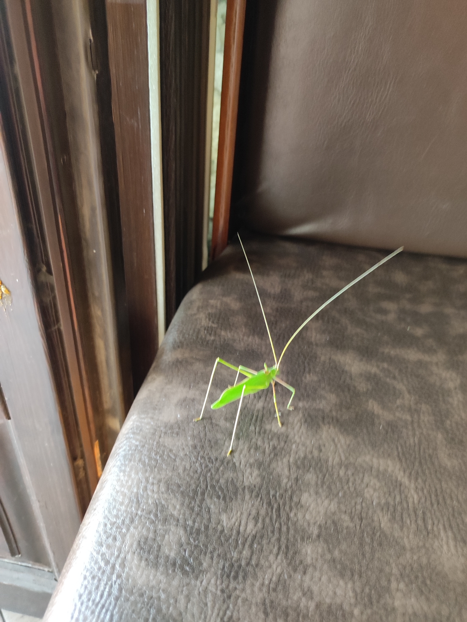 A bright green praying mantis is positioned on a textured brown surface, likely a piece of furniture. The mantis is facing left, with its long, thin antennae extended forward and slightly upward. Its body is elongated, and it appears to be standing on its hind legs, with its front legs tucked in. The background features vertical brown panels and a glimpse of a lighter colored curtain. The scene appears to be indoors. The location in the city of Kalabaka, Greece is not discernible from the image.
