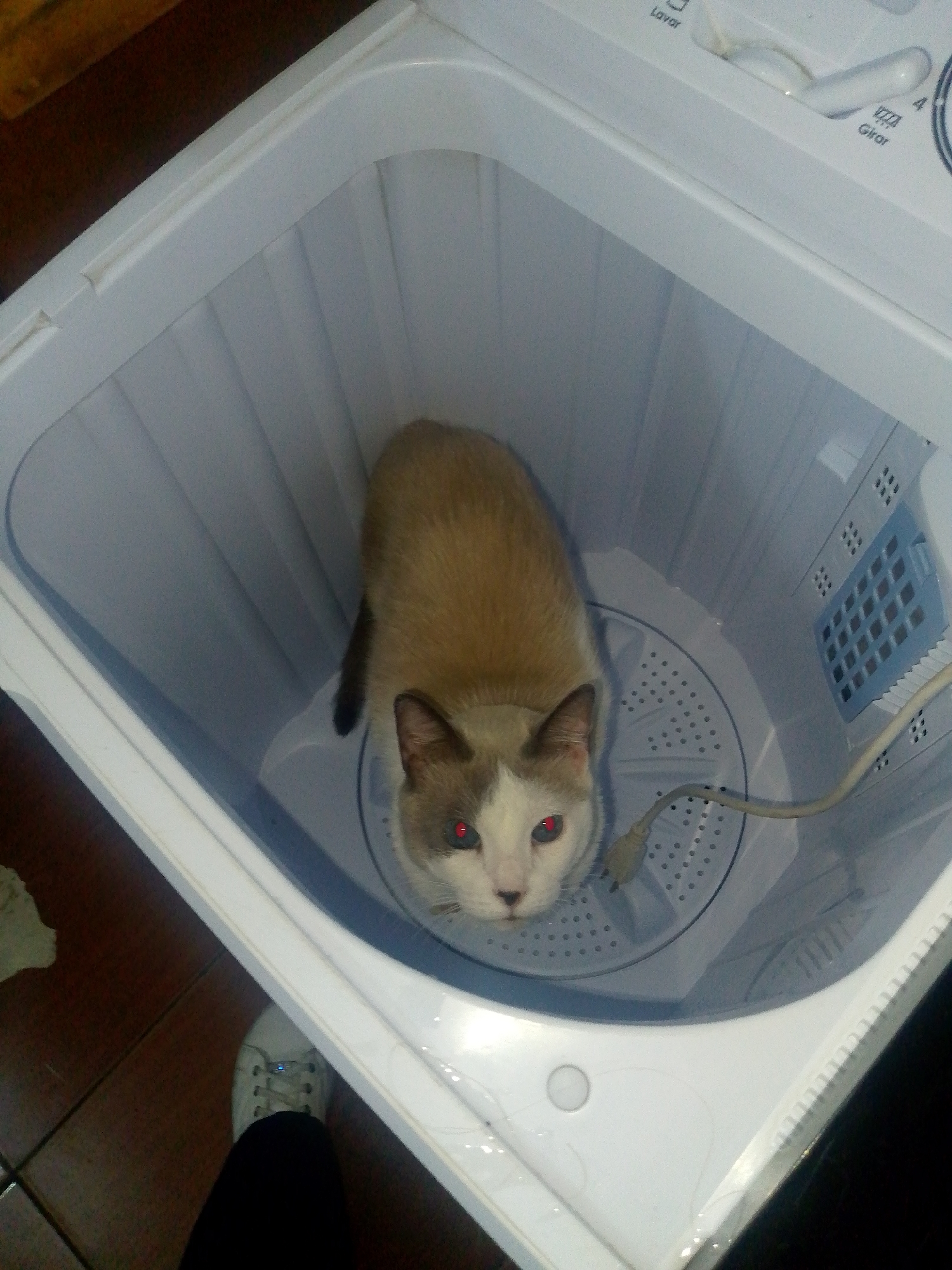 A medium shot, taken from above, depicts a cat inside a top-loading washing machine. The cat is light brown and white, with red eyes due to the flash of the camera. It is sitting in the center of the perforated drum of the washing machine. A grey cord is also inside the drum. The washing machine is white. In the lower left corner of the frame, a person's leg wearing a white sneaker and black pants is visible. The washing machine is on a brown tile floor. The image was taken in Caracas, Venezuela.