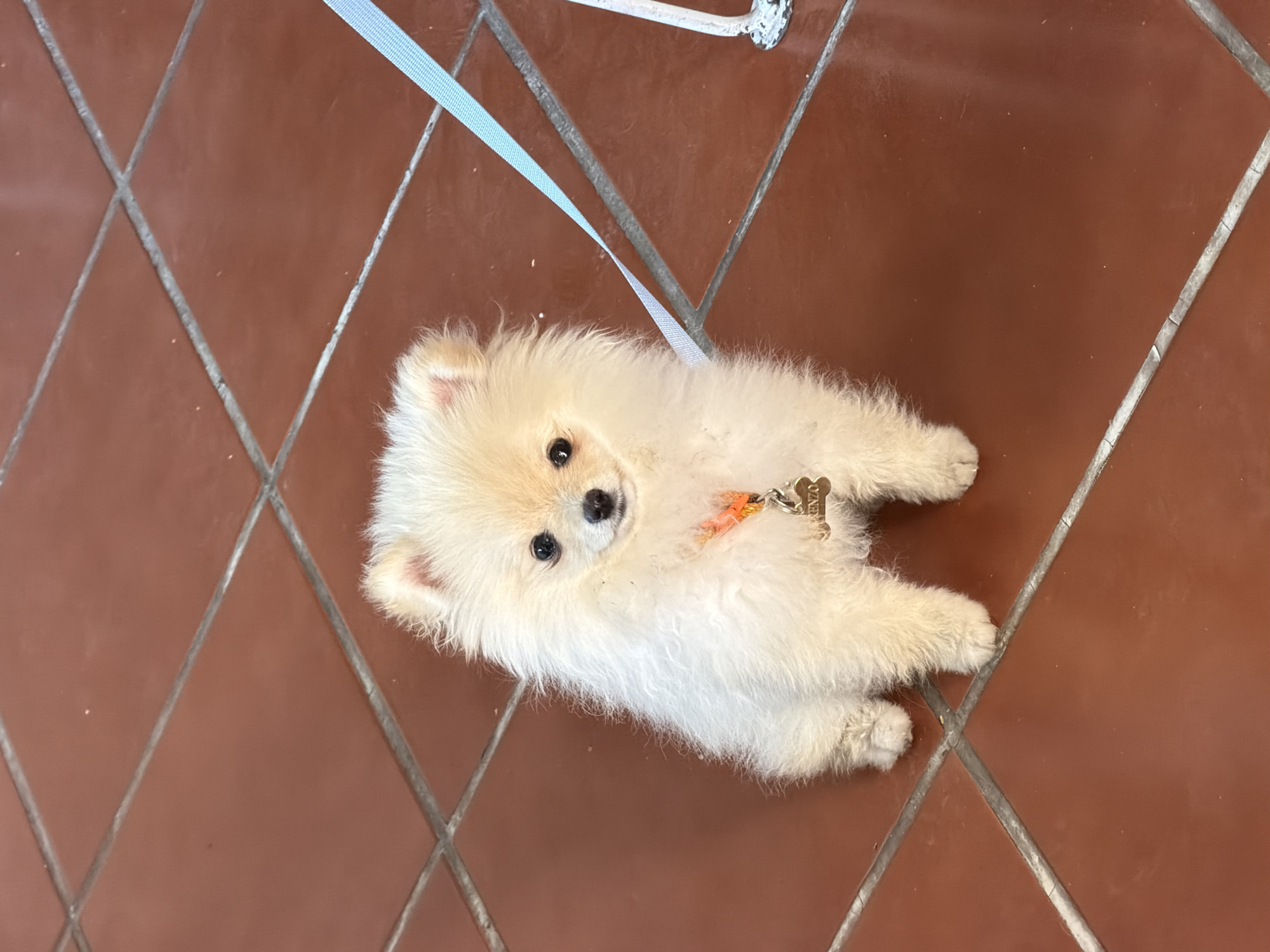 A small, cream-colored Pomeranian dog, identified by a gold-colored, bone-shaped tag bearing the inscription "RENZO" attached to its light orange collar, is seated centrally on a ground surface. The dog faces directly towards the camera, presenting dark, round eyes and a dark nose. A light blue leash is attached to its collar, extending diagonally upwards and to the right, leading out of the frame towards a partially visible distressed white object, possibly a furniture leg or anchor point. The ground consists of reddish-brown square tiles with visibly grey grout lines. The scene is located in San Andrés Cholula, Mexico.