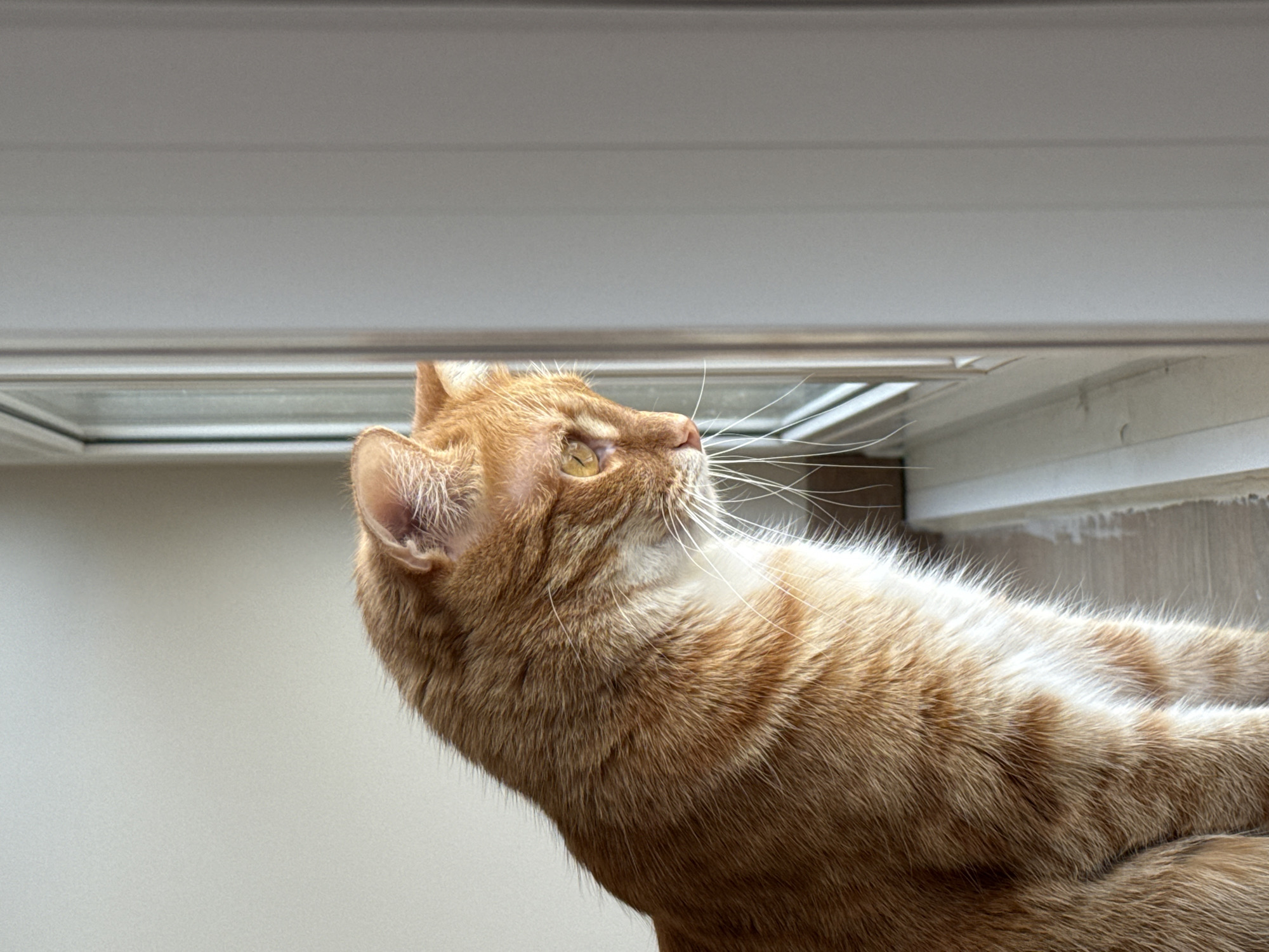 A close-up shot depicts an orange tabby cat looking upwards. The cat's head and upper body are visible. The cat's fur is a mix of orange and white. The cat's left ear is visible, and its whiskers are long and white. The cat's gaze is directed towards an off-white structure. The background is a light, solid color. The image was not taken in the city of Chaikovsky, Russia.