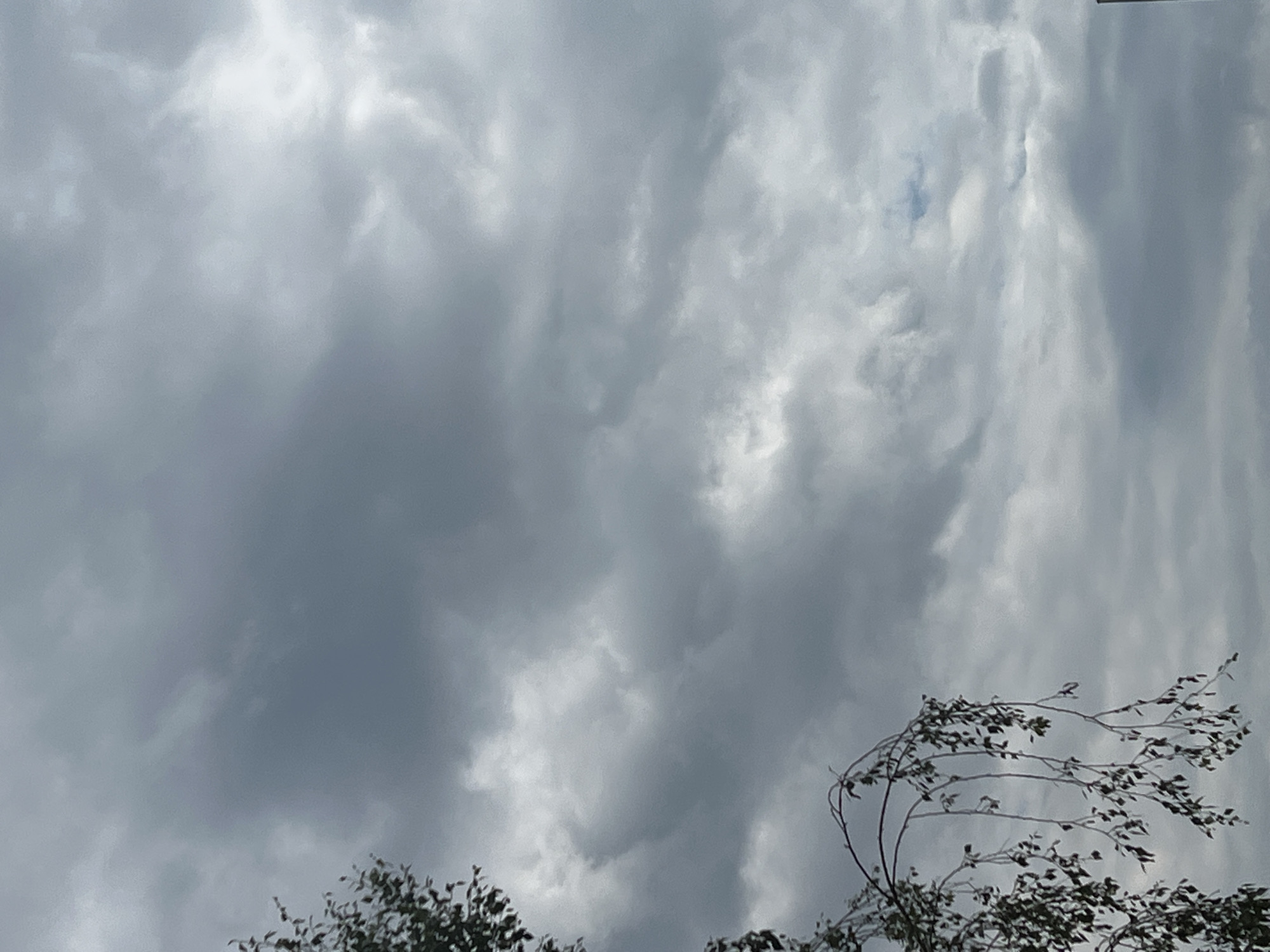 A sky full of gray, overcast clouds fills the frame. In the lower left quadrant, the branches and leaves of a tree hang down, obscuring parts of the sky. The branches are thin and dark, with sparse, dark green leaves. The sky is a uniform shade of gray, with some lighter patches indicating thinner cloud cover. There is no visible indication of the city of Warsaw, Poland. The image is a close-up shot of the sky and tree, with no people or other discernible objects or actions.