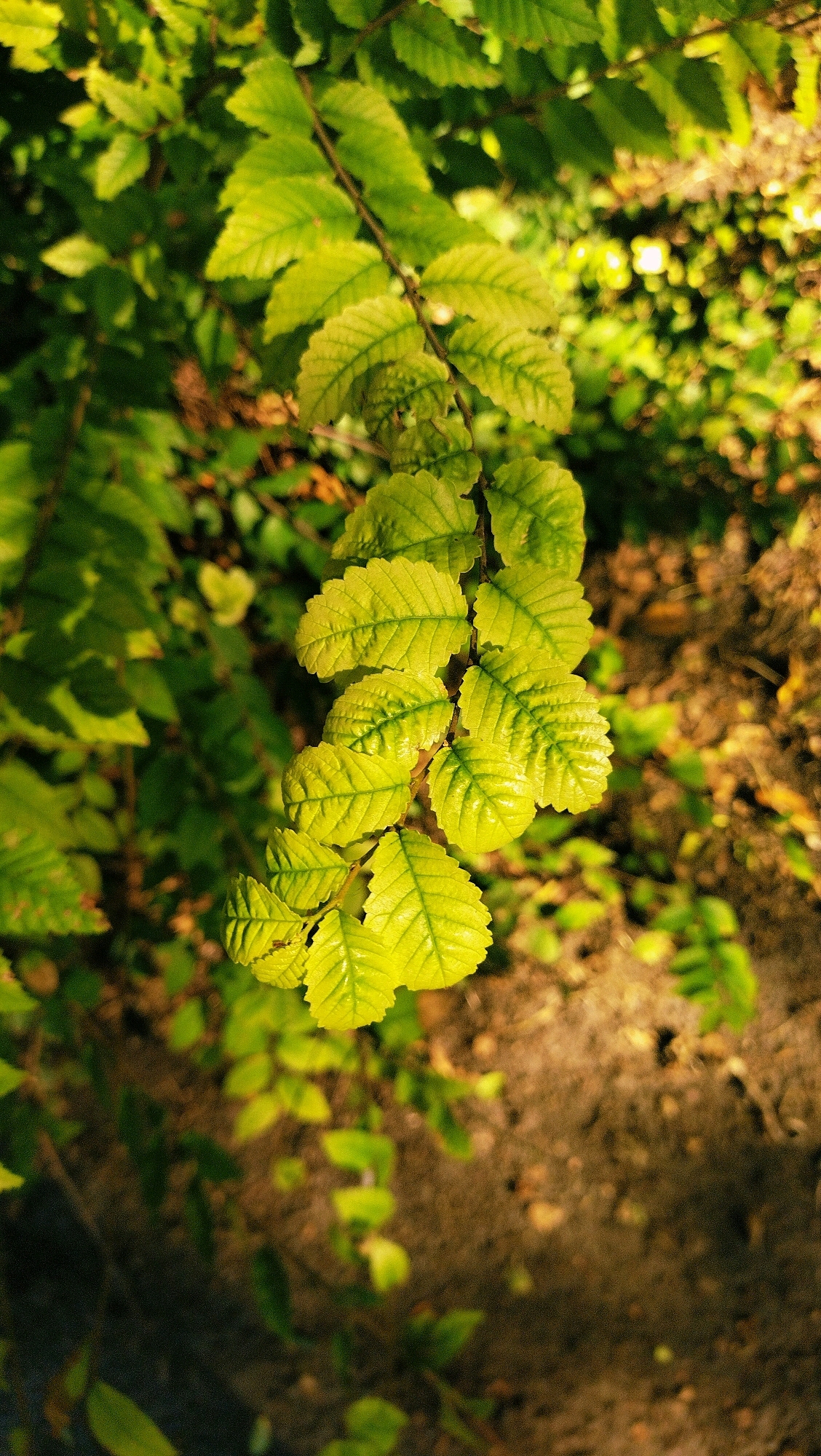 The image captures a close-up view of vibrant green leaves on a branch, illuminated by natural light. The leaves are serrated and have prominent veins, with some appearing slightly glossy. The background is a soft blur of green foliage and earthy tones, suggesting an outdoor setting, likely in a park or garden. The lighting indicates it is daytime, possibly late afternoon, given the warm hues. There are no people or any discernible human activity in the frame, making it a study of nature's detail. The scene is devoid of any specific landmarks that would pinpoint a location within Horishni Plavni, Ukraine; it represents a common natural element found in many urban green spaces.