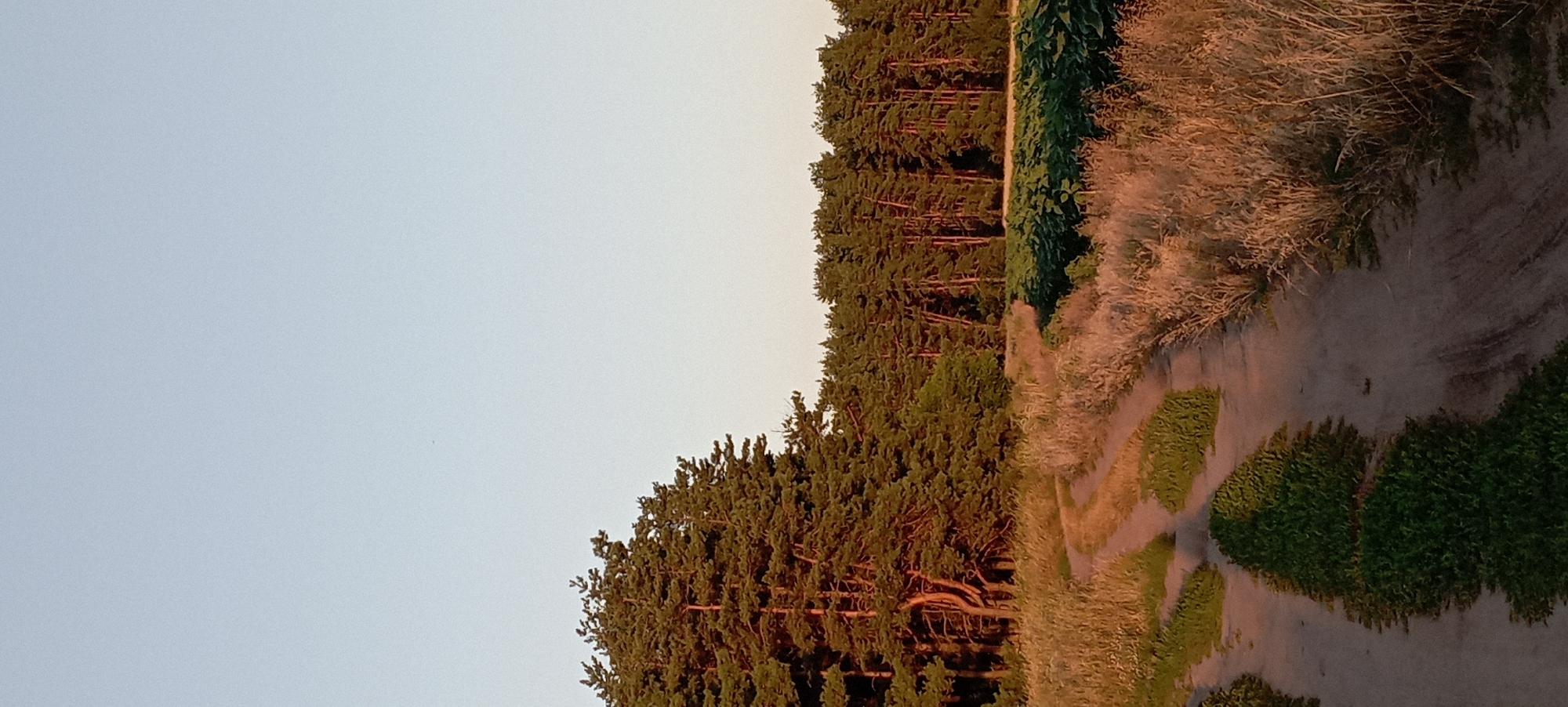 The image depicts a rural landscape with a dirt road winding through tall dry grass and vegetation. On the left, a dense cluster of pine trees forms a prominent visual element. In the background, a larger forest stretches across the horizon, with a field of green plants, possibly sunflowers, situated in front of it. The sky is clear and pale blue, suggesting it is either early morning or late afternoon. The scene is located in the vicinity of Radisne, Ukraine. There are no people or animals visible in the image.