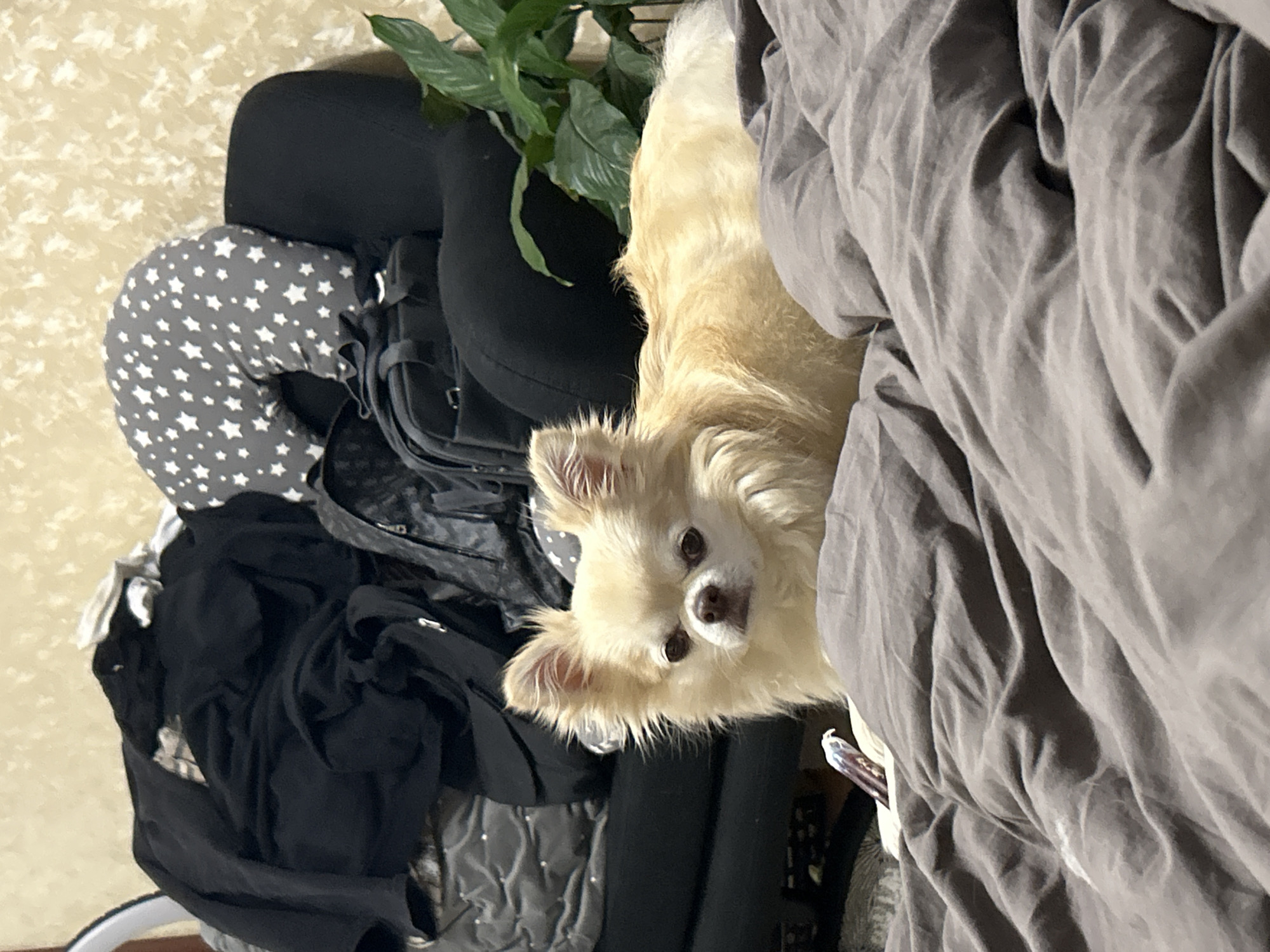 A long-haired, light tan Chihuahua with large ears and dark eyes is lying on a rumpled grey comforter. The dog is facing the camera, with its head and front paws visible. In the background, a black upholstered chair is partially visible, with a pile of dark clothing on top of it. A grey pillow with white stars is resting on the chair. To the right of the chair, a green houseplant with large leaves is present. The wall behind the chair has a textured, light-colored wallpaper. The image appears to be taken indoors, likely in a residential setting. The location is in Moskovskiy, Russia.