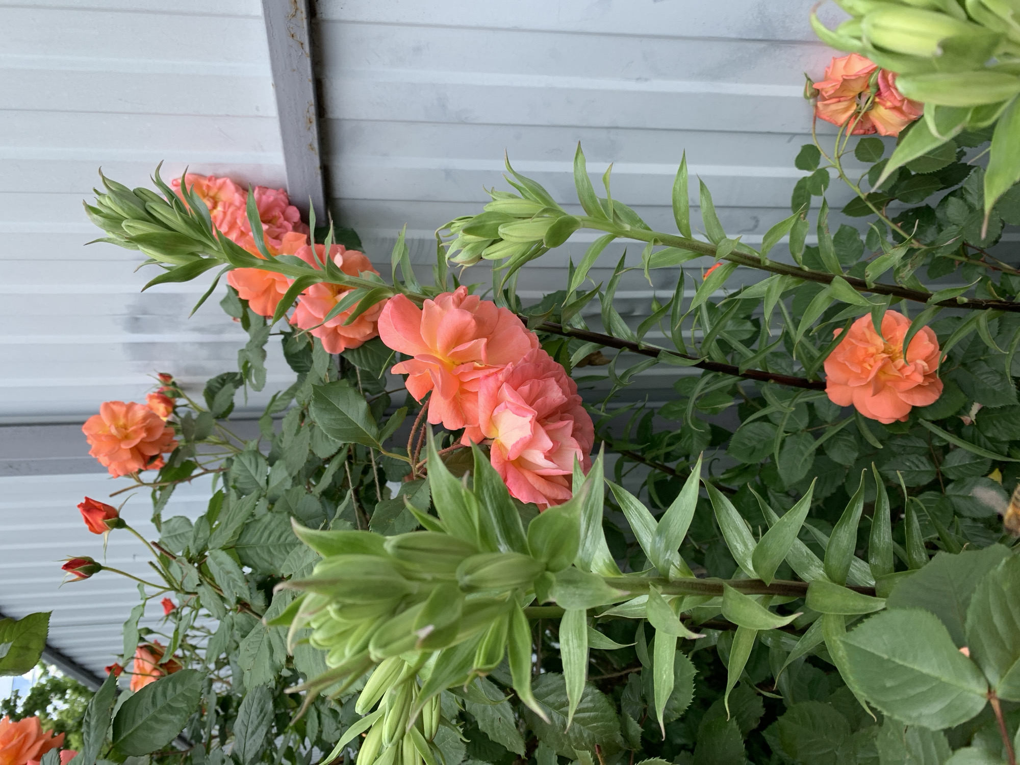 The image captures a close-up view of coral-colored roses and green foliage growing against a gray, corrugated metal wall or siding. The blossoms are at various stages of bloom, with some fully open and others in bud. The leaves are dark green and glossy. A portion of what appears to be a gray roof overhang is visible at the top of the frame.