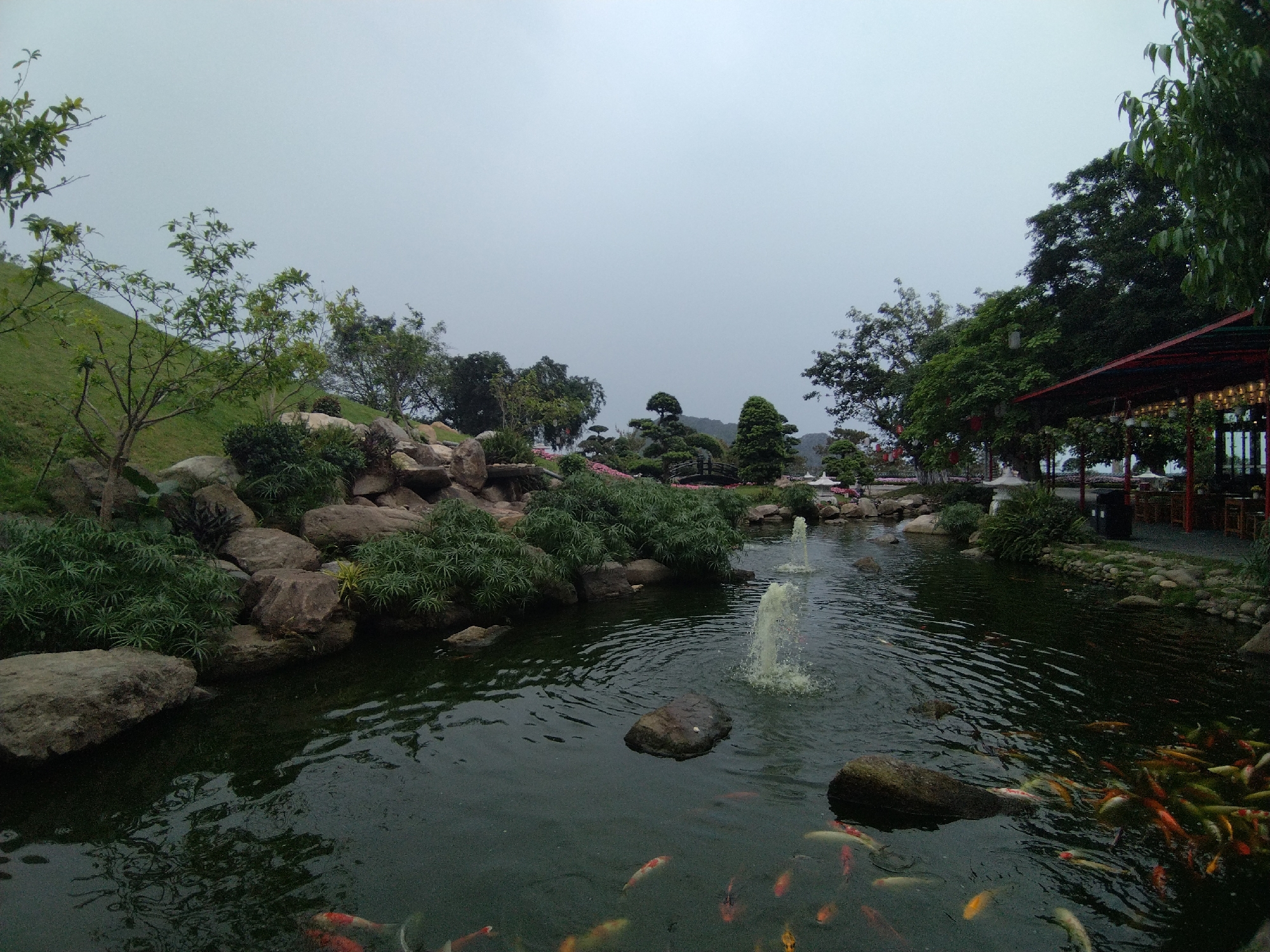 The photograph captures a tranquil scene of a pond teeming with koi fish in Hong Gai Ward, Vietnam. A small fountain sends water upwards into the air. The pond is bordered by a rocky landscape adorned with lush greenery. On the right, a partially visible red-roofed structure, possibly a restaurant or pavilion, stands among trees. The sky is overcast.