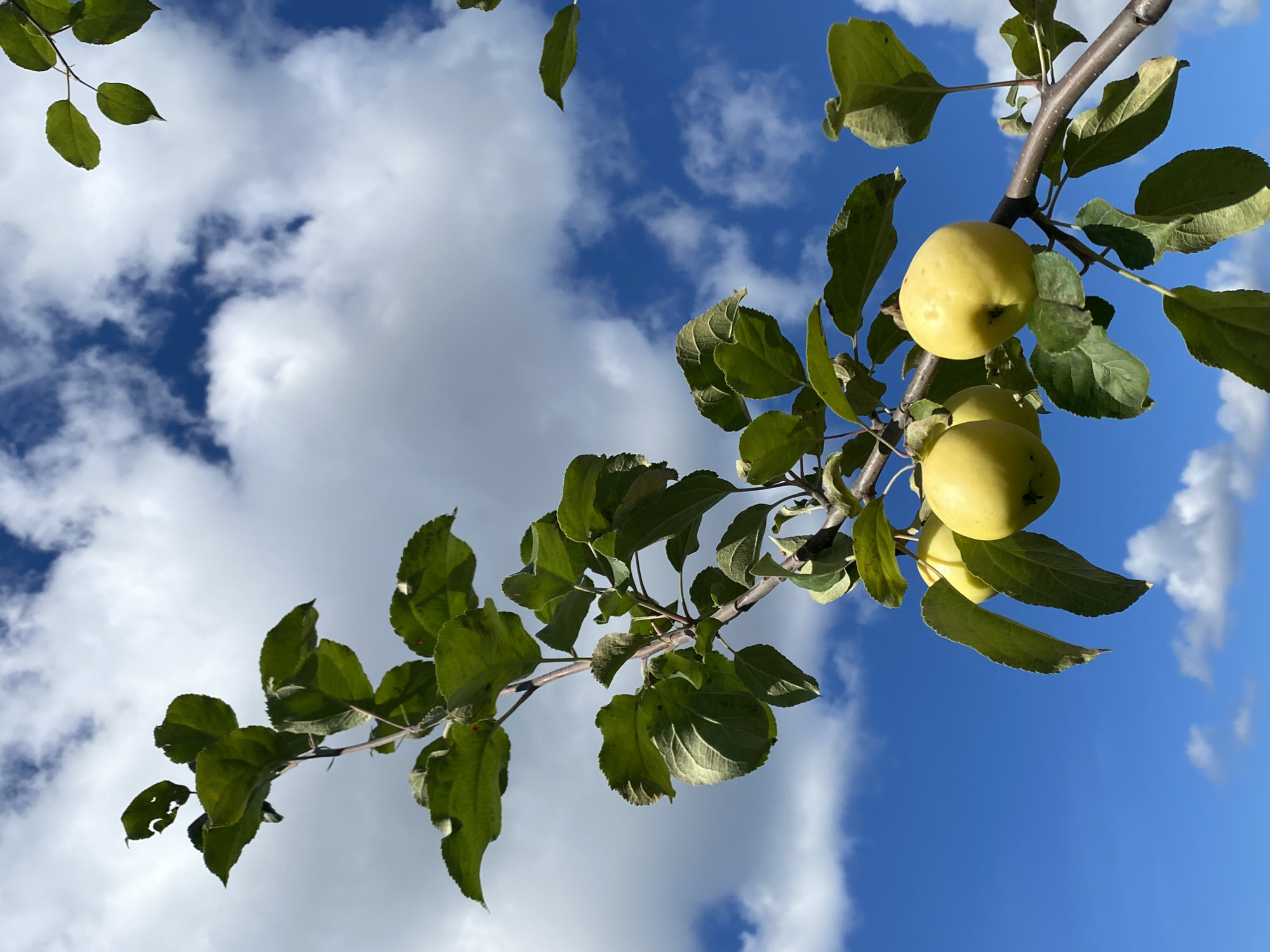 In the city of Fokino, Russia, a low-angle shot captures a branch of an apple tree against a bright blue sky dotted with white, fluffy clouds. The branch extends diagonally from the upper left to the lower right of the frame, laden with green leaves and several ripe, yellow apples. The apples are clustered towards the lower right portion of the branch, appearing plump and smooth. The leaves are a vibrant green, with some showing slight imperfections. The sky is a dominant element, with clouds creating a dynamic backdrop. The image appears to be taken outdoors on a clear, possibly sunny day.