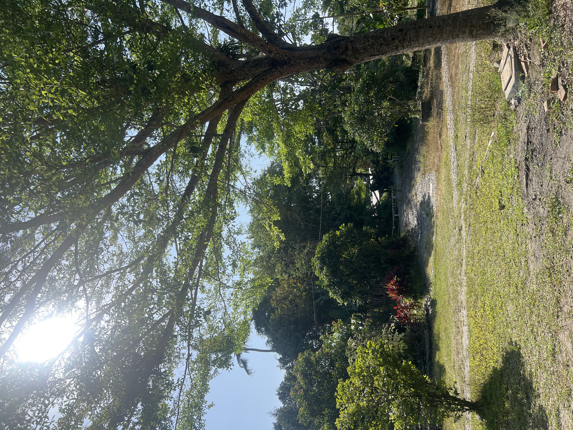 This is an outdoor, medium-shot, eye-level vertical photograph of a tropical garden with dappled sunlight filtering through the leaves of large trees. In the foreground, a path made of grey cobbles winds through the grass. To the right, a large tree trunk with rough bark dominates the frame. In the background, a dense arrangement of various tropical plants and trees creates a lush green backdrop. The sky is a clear, bright blue, with the sun shining intensely from the upper left corner of the image. A tall palm tree is visible in the middle ground, to the left of the frame. The overall impression is one of a serene, natural environment within the city of Tlogoadi, Indonesia.