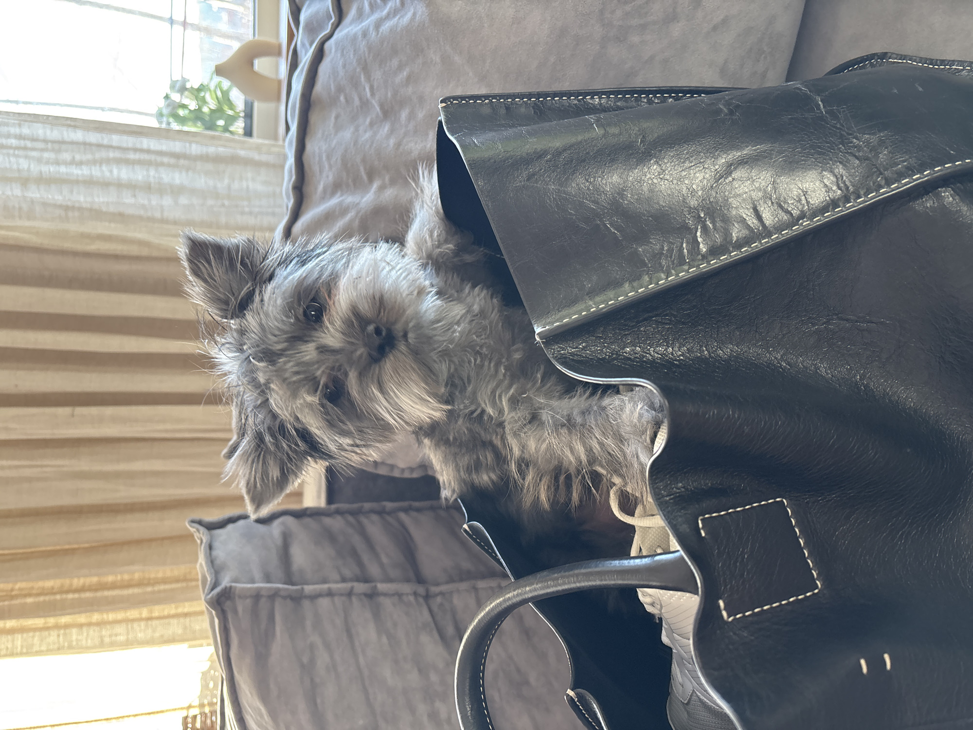 A gray, furry dog with a long white beard is peering out of a large black leather handbag. The handbag is situated on a gray upholstered couch or chair with pillows. A window with blinds is visible in the background. The location is not mentioned and cannot be identified as the city of Chaikovsky, Russia.