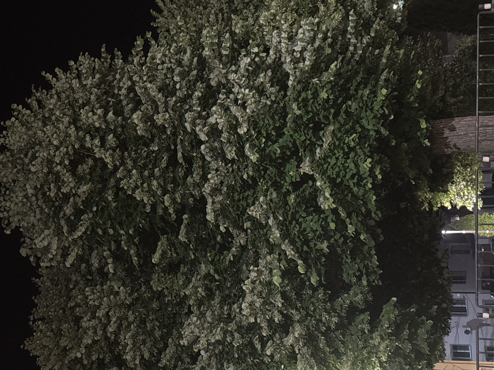 The image captures an urban night scene in Basarbovo, Bulgaria. A large, mature deciduous tree occupies the majority of the frame, featuring a dense canopy of variegated leaves exhibiting a pattern of darker green foliage intermixed with lighter, almost white or pale green, patches, particularly prominent where artificial light falls upon them. The tree's thick, textured, greyish-brown trunk is visible at the lower right of the image.
In the background, behind the tree's lower canopy, multiple multi-story buildings are partially discernible, displaying windows and some interior illumination. A tall, vertical light source is visible in the mid-right background, contributing to the scene's overall illumination. To the immediate right of the main tree's trunk, a smaller, illuminated tree or large bush is present.
The foreground is marked by a dark metal barrier or fence, characterized by vertical bars and horizontal railings, stretching across the bottom of the frame. Attached to or integrated within this barrier are several small, light-colored, rectangular markers. No individuals, overt actions, or interactions are clearly identifiable within the scene. The lighting conditions indicate a nighttime setting.