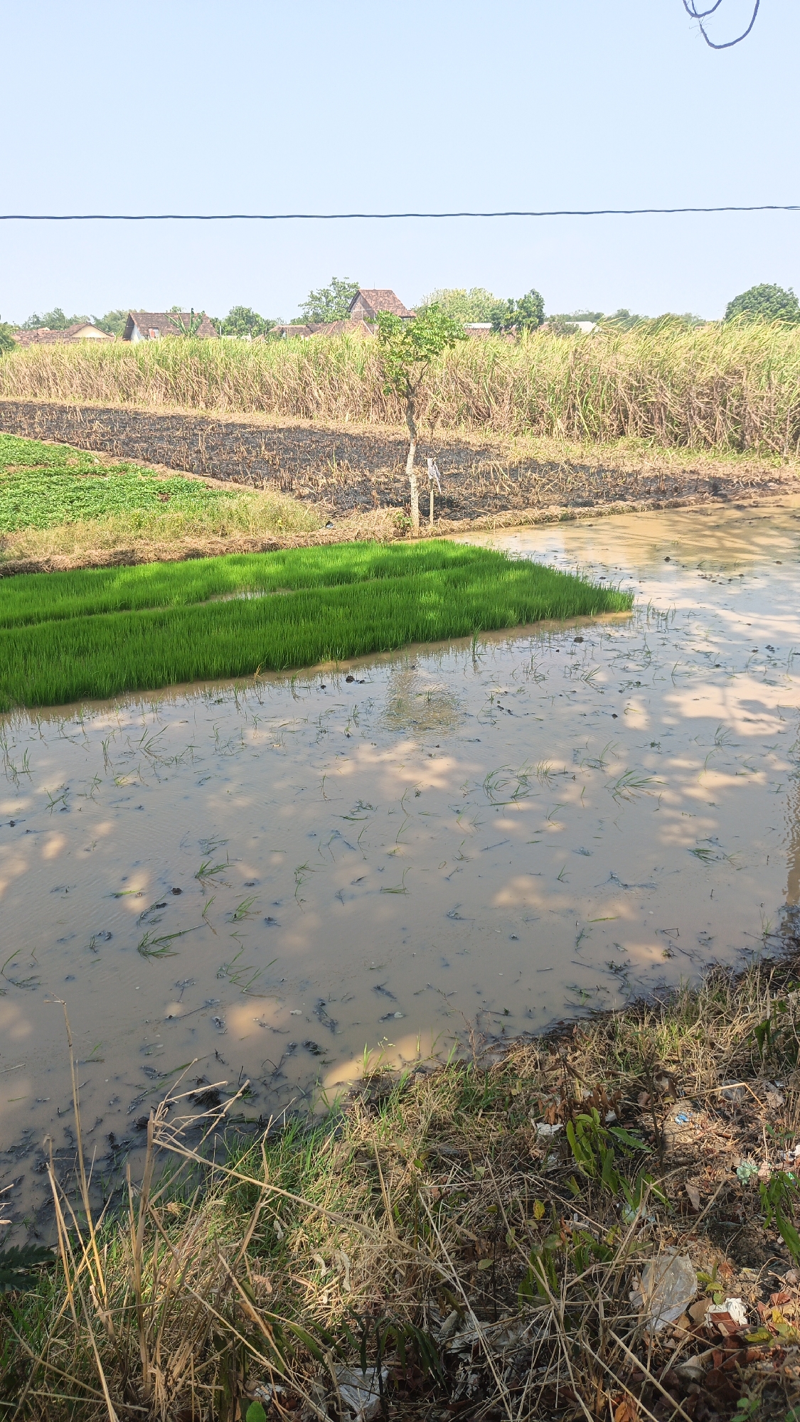 The image depicts a rural landscape in the city of Jekulo, Indonesia, under a clear blue sky. In the foreground, a muddy field is partially flooded with water, with scattered green grass and debris. Two rectangular patches of vibrant green rice seedlings are visible, neatly arranged in the water. Beyond the rice paddies, dry, brown sugarcane stalks stretch across the middle ground, interspersed with some green vegetation. In the distance, a few houses with reddish-brown roofs are nestled among trees. A solitary, thin tree with a few green leaves stands out against the backdrop of the sugarcane field. A black wire runs horizontally across the upper portion of the image. The scene conveys a sense of agricultural activity and a serene, sunlit environment.