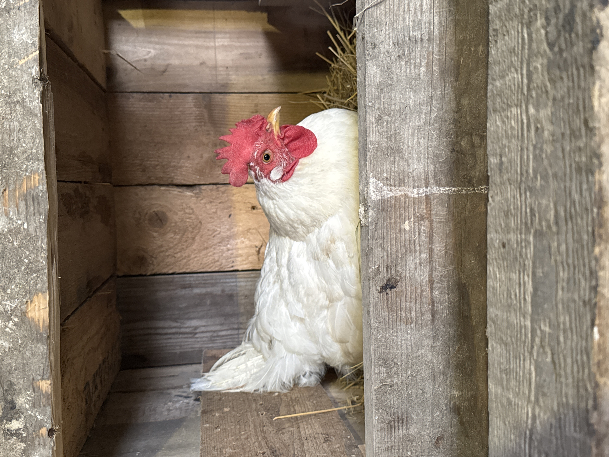 The image shows a white hen with a red comb sitting in a wooden nesting box. The nesting box is made of rough, weathered wood and appears to be inside a coop or barn. The hen is resting on a bed of straw and hay. The background consists of vertical wooden planks, also appearing weathered and aged. The overall scene is rustic and appears to be an interior view. There is no information about the city of Shcherbanka, Ukraine in the image.