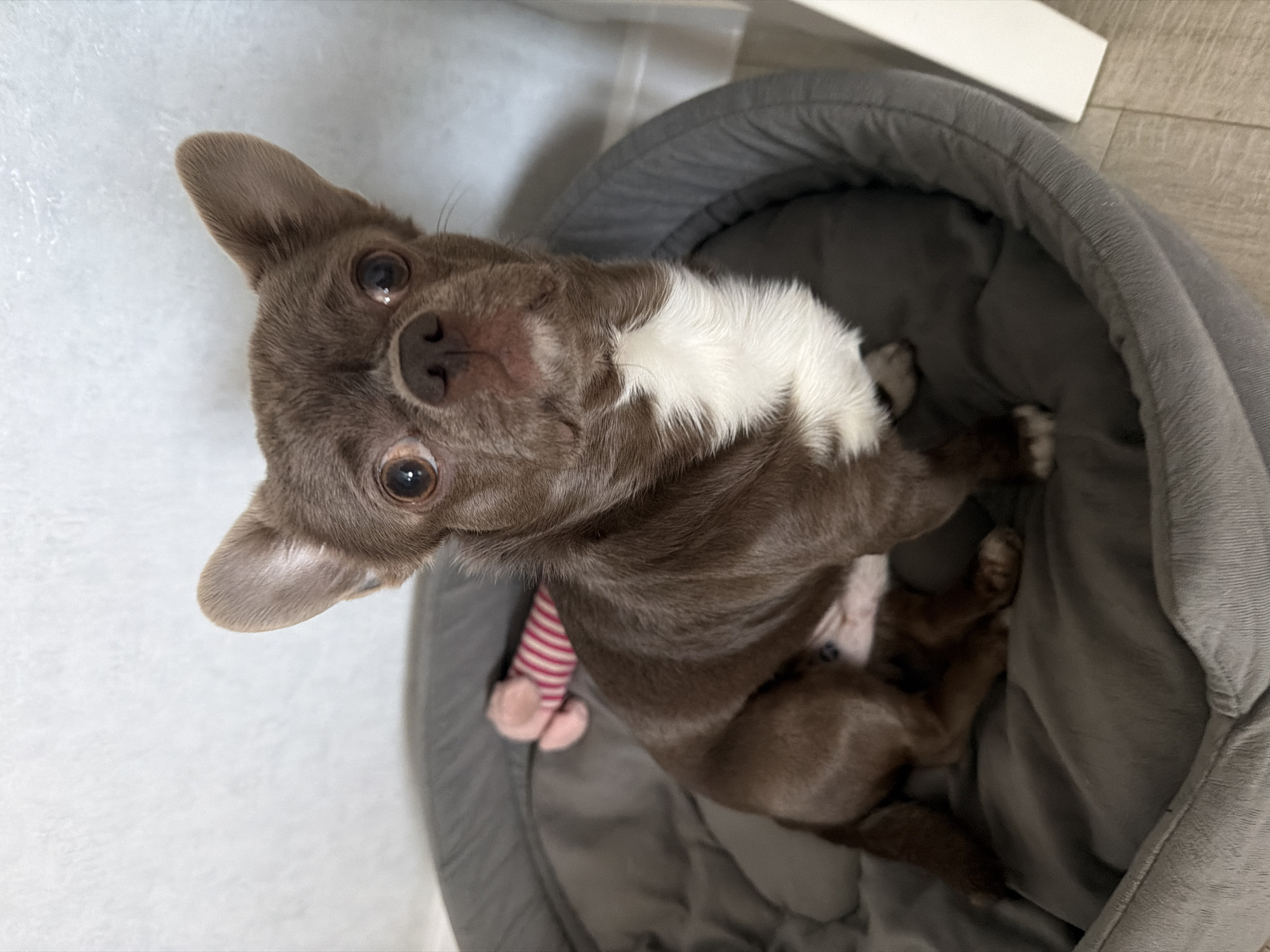 A small, brown and white chihuahua is lying in a gray, circular dog bed. The dog has a striped pink and white sock toy near its body. The dog is looking directly up at the camera. The background consists of a white wall on the left and a light wood floor on the right. A partial view of a white object is visible in the upper right corner. The location in the city of Votkinsk, Russia, cannot be determined from this image.