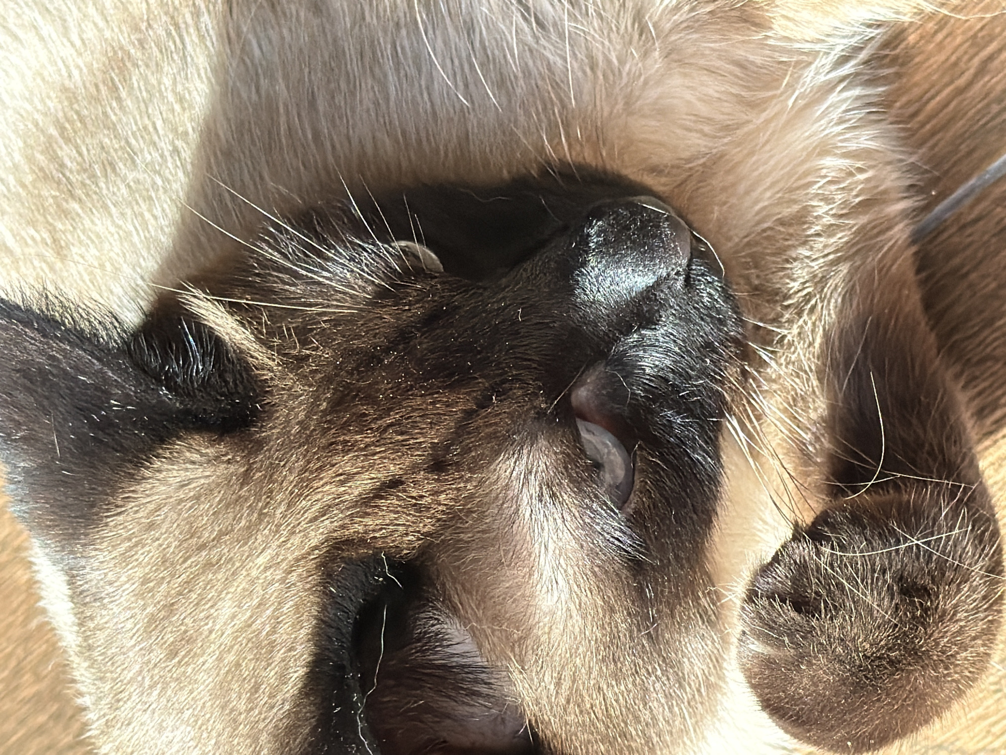 The image shows a close-up of a Siamese cat sleeping. The cat is lying on its back, with its face turned upwards and its eyes closed. Its fur is a mix of light brown and dark brown, with white markings on its face and paws. The cat's paws are resting on its chest. The background is blurred, but appears to be a soft, light-colored surface. The lighting suggests it is daytime, possibly morning or afternoon, with natural light illuminating the cat's fur. The scene is peaceful and depicts a moment of rest for the animal. There is no visible text in the image.