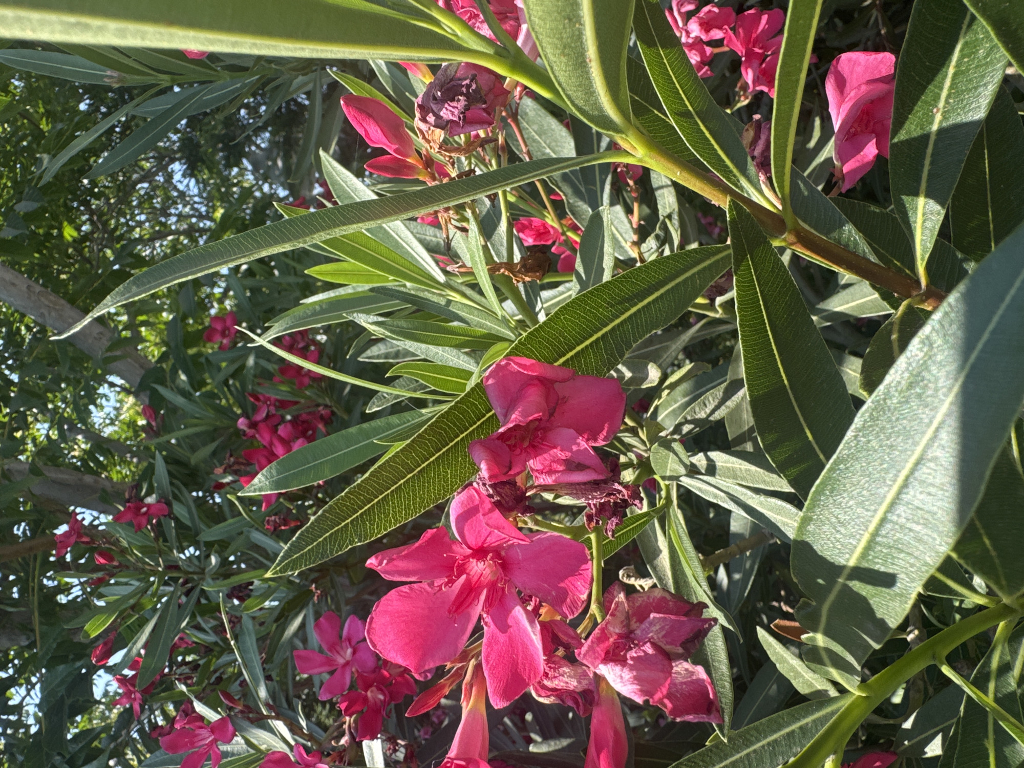 The image depicts a close-up view of a flowering oleander bush with vibrant pink blossoms and long, lance-shaped green leaves. Sunlight dapples through the foliage, creating shadows and highlighting the texture of the leaves and petals. Some flowers appear to be in full bloom, while others are wilting or are still in bud form. The background is a blur of green leaves and a hint of blue sky, suggesting an outdoor setting, likely a garden or park. There are no people or animals visible in the frame. The image does not contain enough information to determine its location in Baku, Azerbaijan.