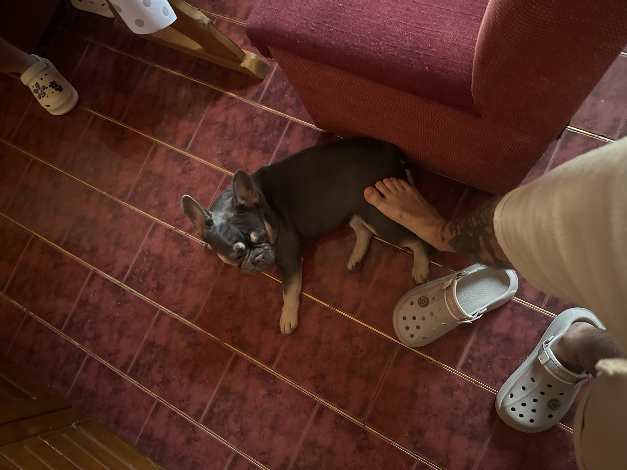 A French bulldog lies on a red tiled floor next to a person's leg. The dog is dark gray with white markings and appears to be resting. A pair of gray crocs are on the floor near the dog, and another pair of white crocs with a pattern is visible further away. A portion of a red chair is also in the frame. The environment appears to be indoors, likely a residential setting.