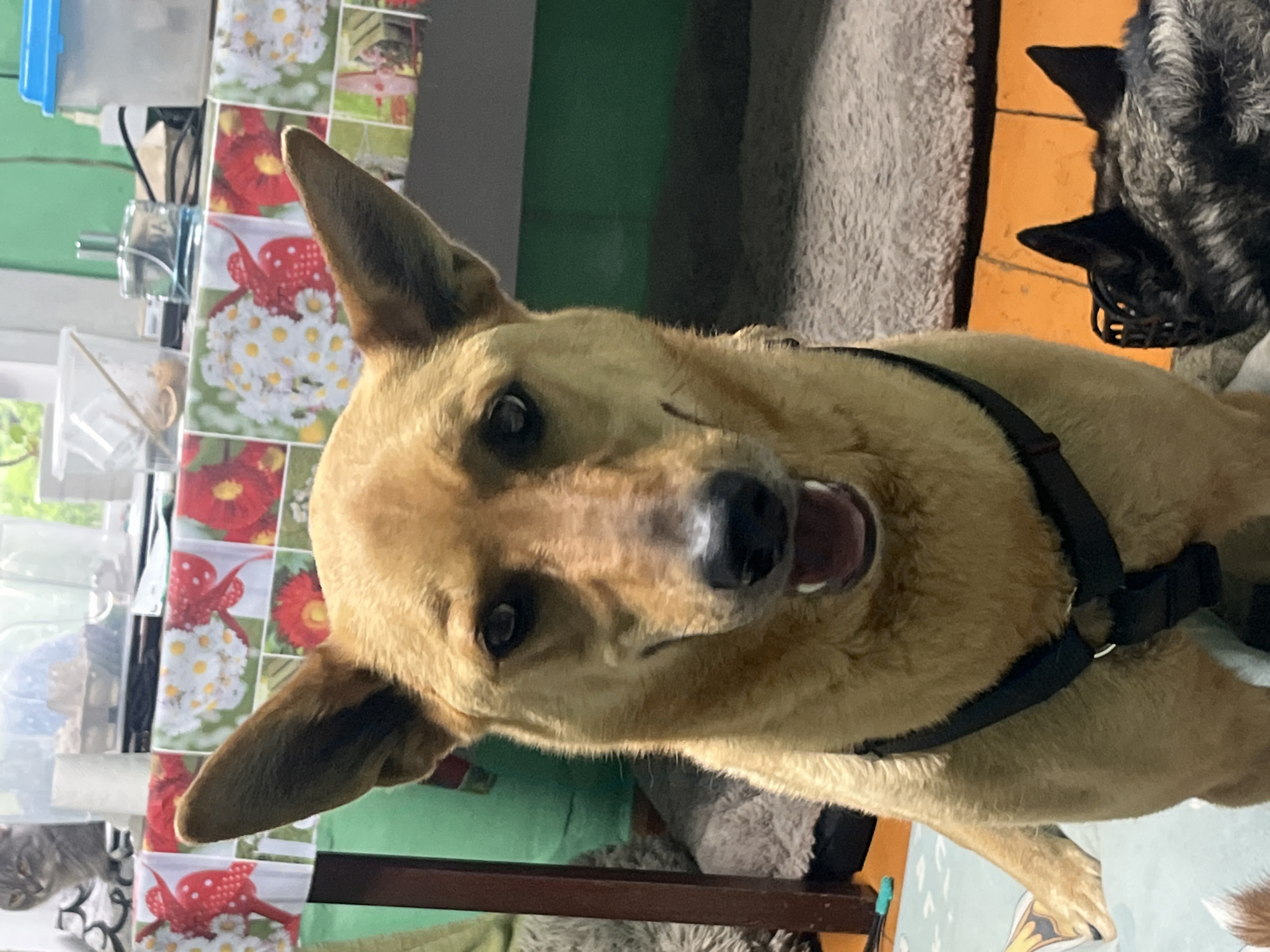 A close-up, medium-angle, indoor shot shows a tan dog with black harness looking at the camera. Its mouth is slightly open. To the left, a patterned tablecloth with flowers is partially visible, along with the edge of a shelf with transparent containers. In the background, another dog with a muzzle is partially visible. The location, Nizhny Tagil, Russia, is not apparent from visual cues.