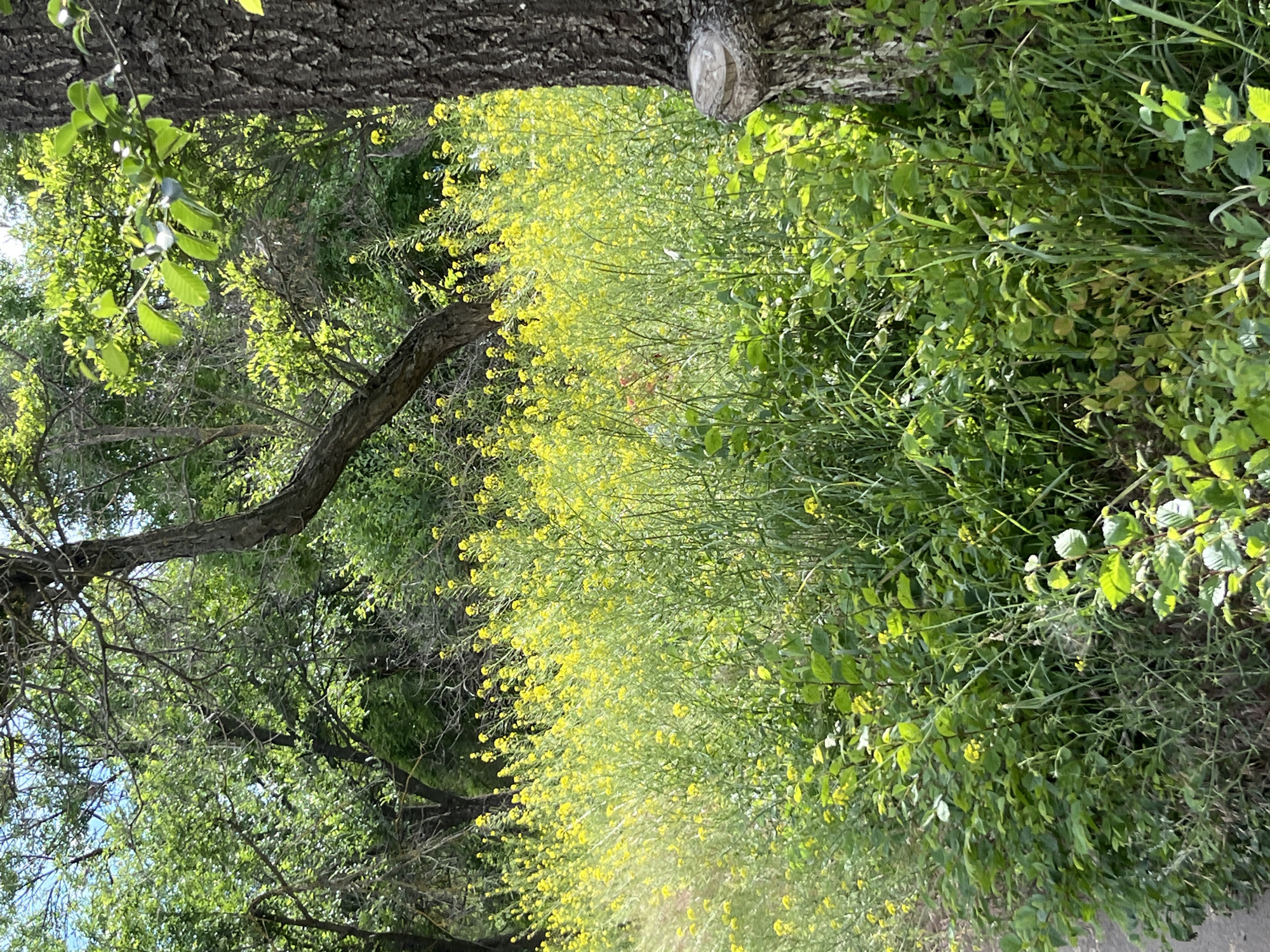 A natural landscape scene is depicted, featuring a dense growth of green foliage and bright yellow wildflowers. The wildflowers are abundant, forming a significant portion of the mid-ground and extending into the background. Several tree trunks are visible, with one large, rough-barked tree on the right side of the frame. The trees have green leaves, indicating a warm season. The ground is covered in grass and other low-lying vegetation. The lighting suggests it is daytime, with sunlight filtering through the leaves, creating dappled light and shadow. There are no visible people or animals. The scene appears to be an uncultivated area, possibly a park or a natural reserve within a city. While the specific location within Kryvyi Rih, Ukraine, cannot be determined from the image alone, the visual elements suggest a natural, undeveloped setting that could be found in such an urban environment.