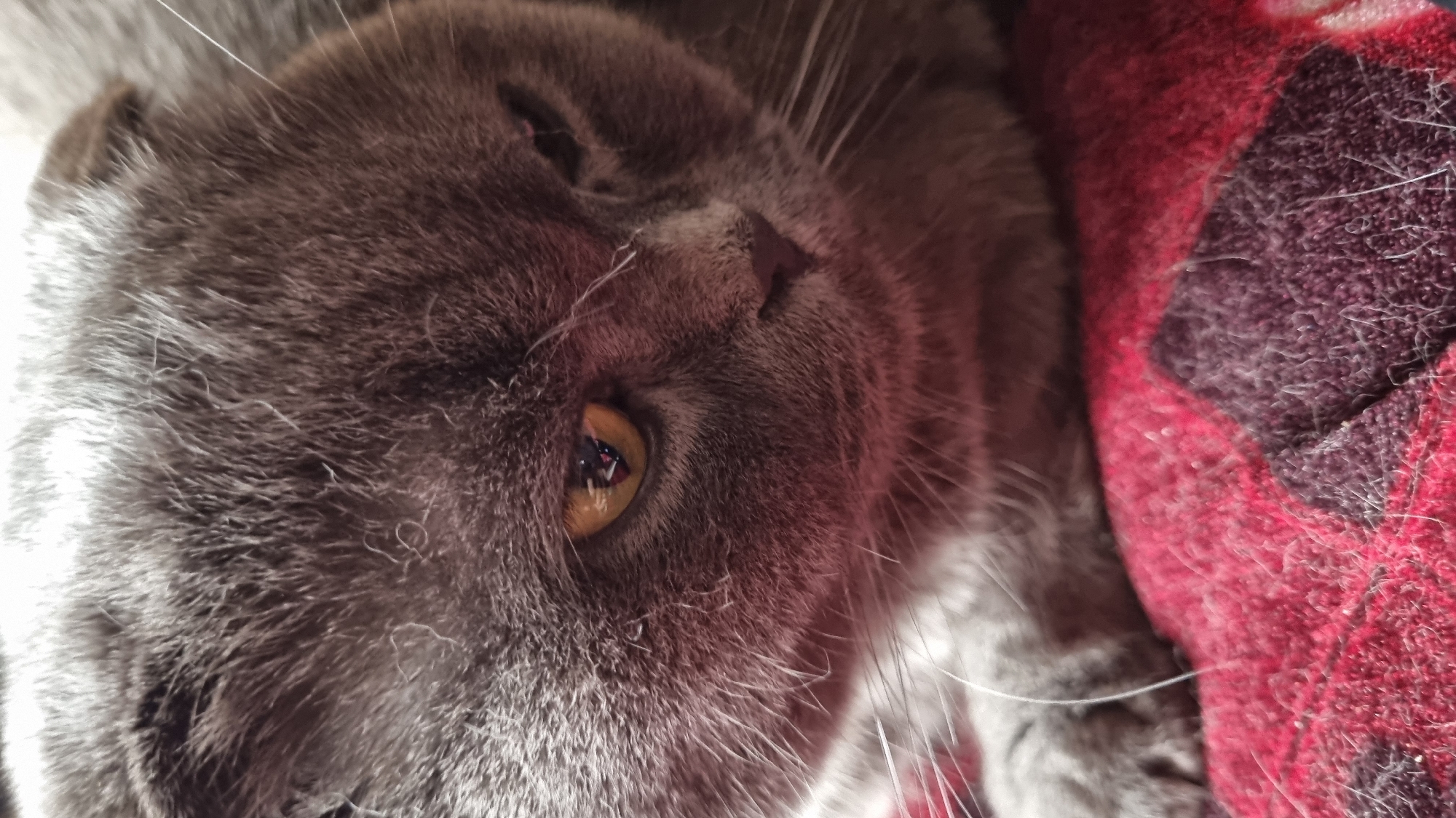 The image is a close-up, eye-level shot of a grey Scottish Fold cat. The cat is positioned in the foreground, with its head tilted slightly down and to the right. Its fur is dense and appears to be a solid grey color. The cat's left eye is clearly visible, it is a striking yellow-orange hue with a dark pupil. The iris has a distinctive pattern of concentric rings and a bright reflection that indicates the presence of a light source. The cat's ears are folded forward, a characteristic trait of the Scottish Fold breed. Its whiskers are long and white, fanning out from its muzzle.
The cat is resting on a textured surface that appears to be a blanket or rug. This surface is predominantly a deep red color, with darker, almost purplish accents in a patterned arrangement. The texture is soft and appears to be slightly fuzzy, with individual fibers visible. The background is out of focus, but suggests a domestic environment. There are no humans or other animals visible in the image. The lighting is soft and somewhat diffused, casting subtle shadows on the cat's face and highlighting the texture of its fur. There is no indication of the location being in the city of Vysokoe, Russia.