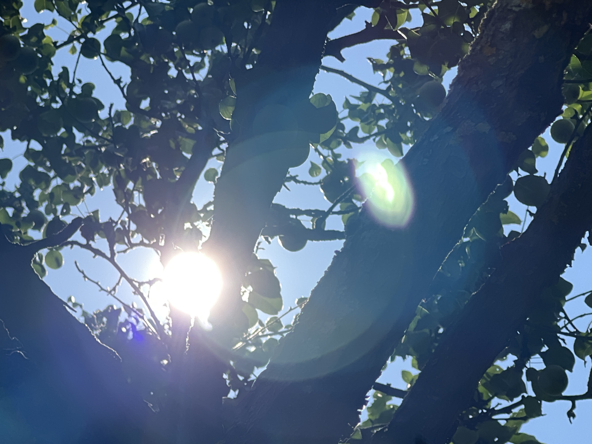 The image shows a close-up, low-angle view of a tree branch with green leaves and fruit against a bright blue sky. The sun is shining intensely, creating a lens flare effect with concentric rings of light and a bright spot in the upper center of the frame. The tree branches are dark and textured, with some visible bark detail. Several small, round, green fruits are hanging from the branches amongst the leaves. The scene appears to be outdoors in a natural setting, possibly a garden or orchard. The location is identified as Khryashchevka, Russia, implying it is a rural or suburban area within that region. There are no people or animals visible in the image. The overall impression is of a sunny day, with the sunlight filtering through the foliage of a fruit-bearing tree.