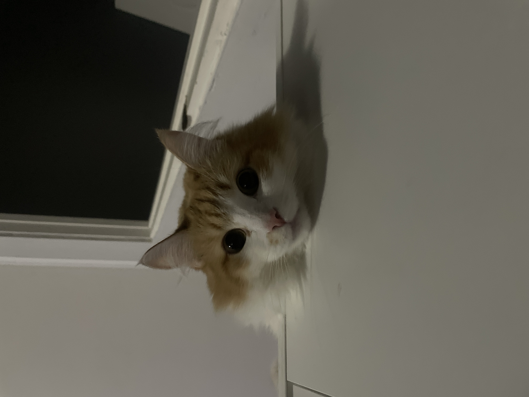 An orange and white cat is captured in a close-up, headshot style image, looking directly at the viewer from an elevated position. The cat's head is tilted slightly, and its large, dark pupils convey a sense of curiosity or attentiveness. Its fur is a mix of light orange or ginger markings, particularly around its ears and forehead, and a prominent white patch on its face, chin, and chest. A small, pink nose and delicate white whiskers are visible.
The cat appears to be peering over the edge of a light-colored surface, possibly a door frame, a cabinet, or a shelf, which occupies the right and bottom portions of the frame. This surface is off-white or light gray, and soft shadows, likely cast by the cat's head, are visible on it, indicating a light source from the upper right. To the left and top of the cat, there is a dark, undefined area, possibly a doorway leading into a dimly lit room or a dark void. A narrow white frame or trim separates this dark area from the lighter surface. The lighting suggests an indoor setting, potentially at night or in a room with low ambient light. No text is visible in the image.