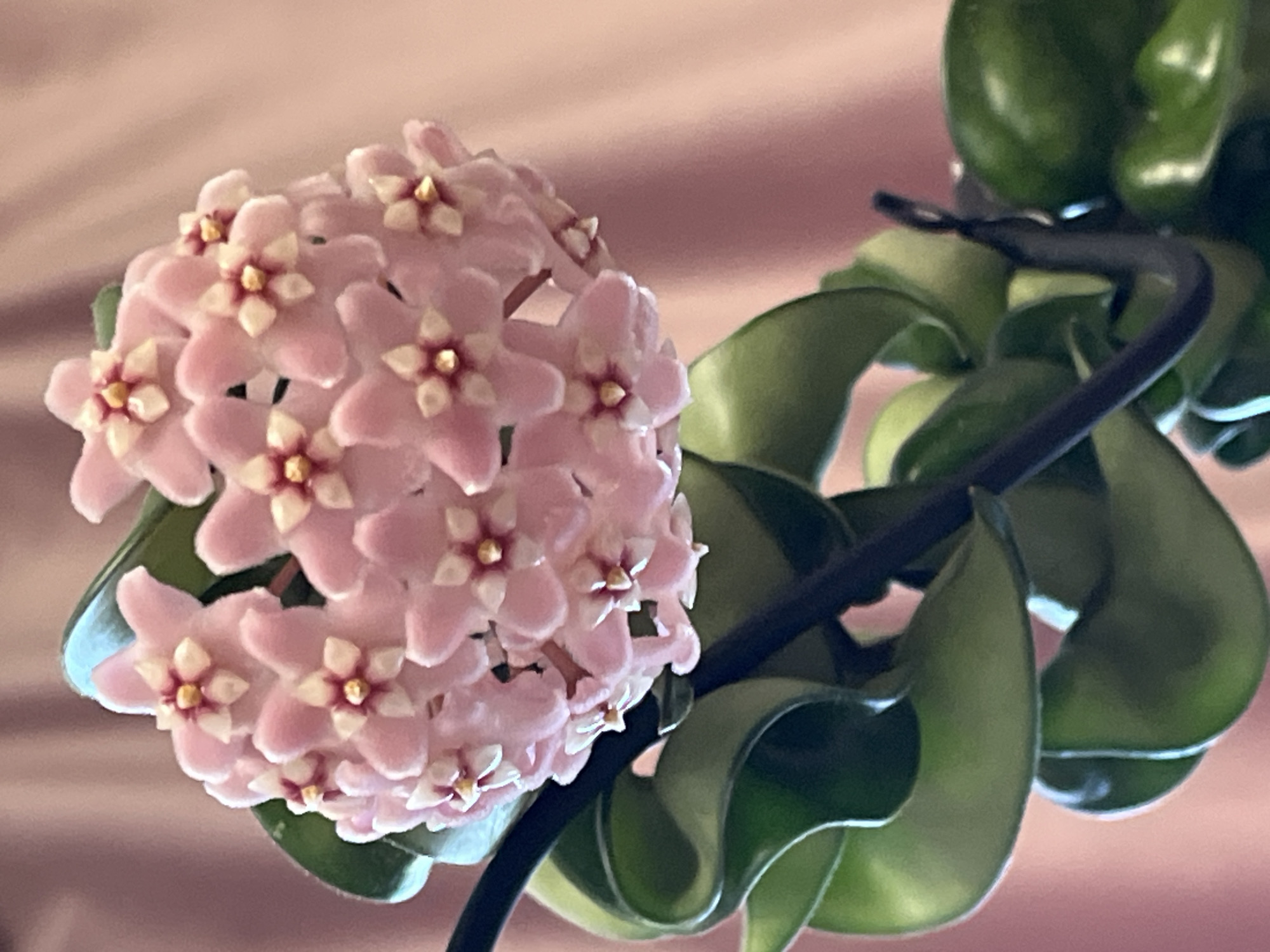 A cluster of delicate, light pink Hoya flowers with small, star-shaped centers of white and maroon bloom atop dark green, waxy leaves. The flowers are arranged in a ball-like shape, with individual blossoms pointing outwards. The plant is supported by a thick, dark stem. The background is a soft, out-of-focus pink fabric, likely a curtain or tablecloth. The lighting is soft and diffused, highlighting the texture of the petals and leaves. There are no people or animals visible in the image. The scene appears to be an indoor setting, possibly a home or a conservatory. There is no information available to suggest this image is located in Krasnyye Barrikady, Russia.