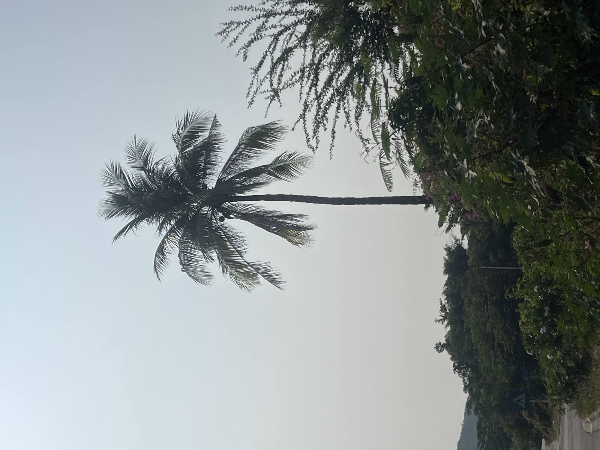 The image shows a tall coconut palm tree with fronds gently swaying, set against a muted, overcast sky. To the right, lush green foliage extends into the frame, obscuring the ground. The photo appears to have been taken at an upward angle. The location is Bắc Nha Trang, Vietnam. The scene is quiet, and no people are visible.