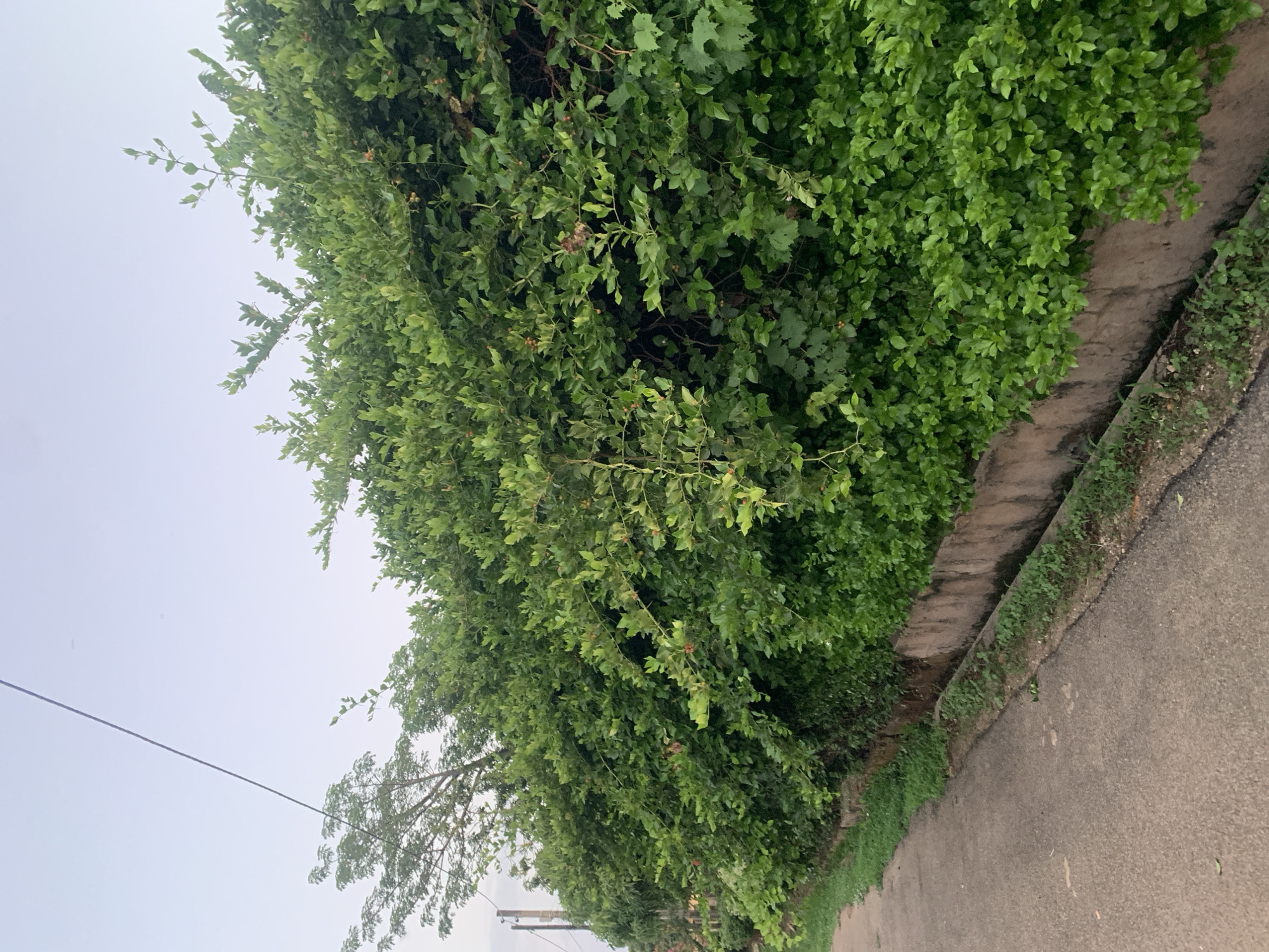 The image shows a street in Kabong, Nigeria. A dense green hedge lines the side of the road, with leaves covering a concrete curb. Beyond the hedge is a gray sky. A telephone pole and wires are visible in the lower left corner of the frame. The asphalt road appears slightly damp. No people are visible.