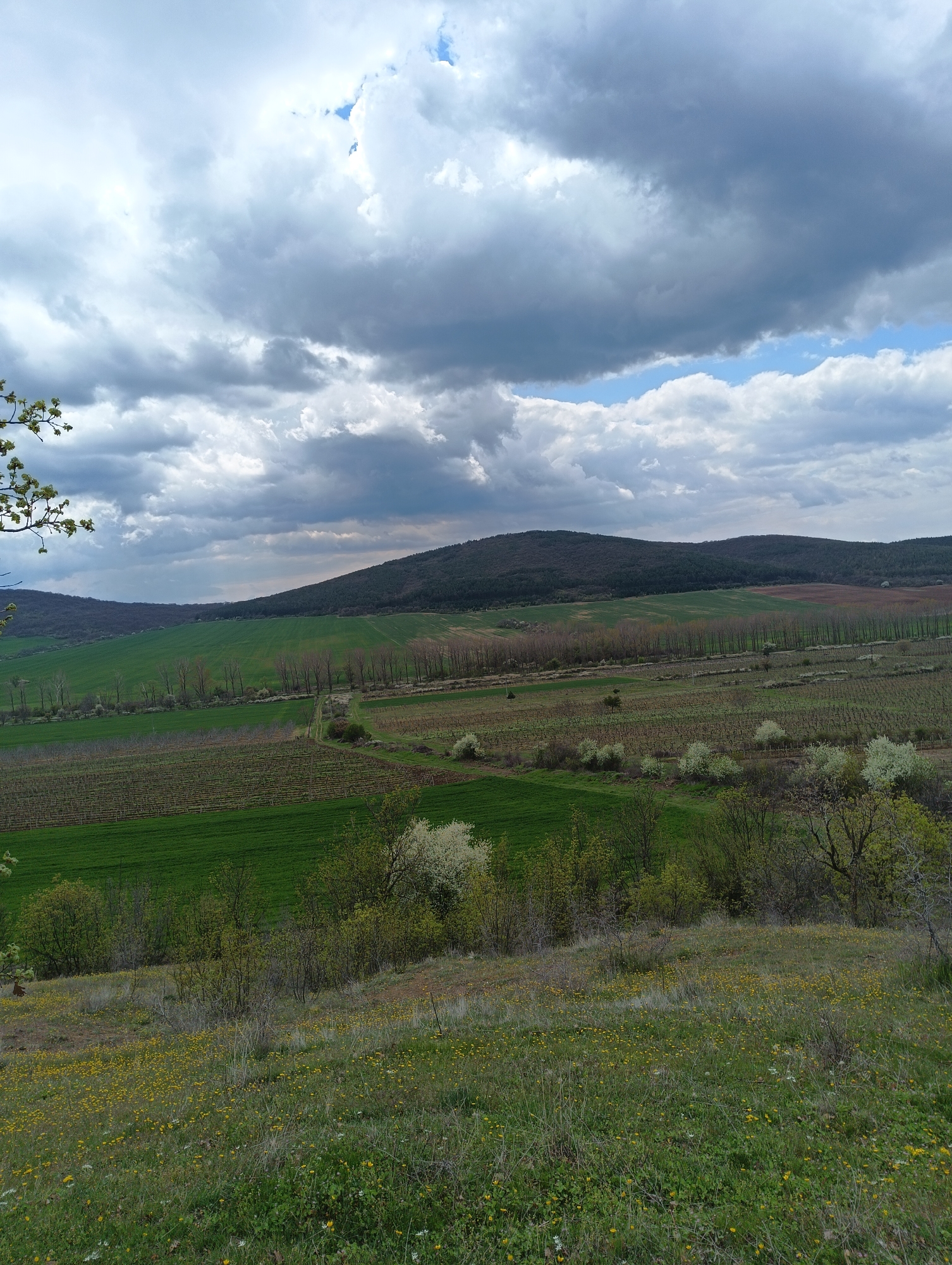 The image depicts a landscape near Kosten, Bulgaria. The foreground is a grassy field with yellow wildflowers. Mid-ground shows a mix of cultivated fields and rows of trees, possibly orchards or vineyards. A dirt road meanders through the cultivated areas. The background features a forested hill under a cloudy sky with patches of blue. There are no people visible in the image.