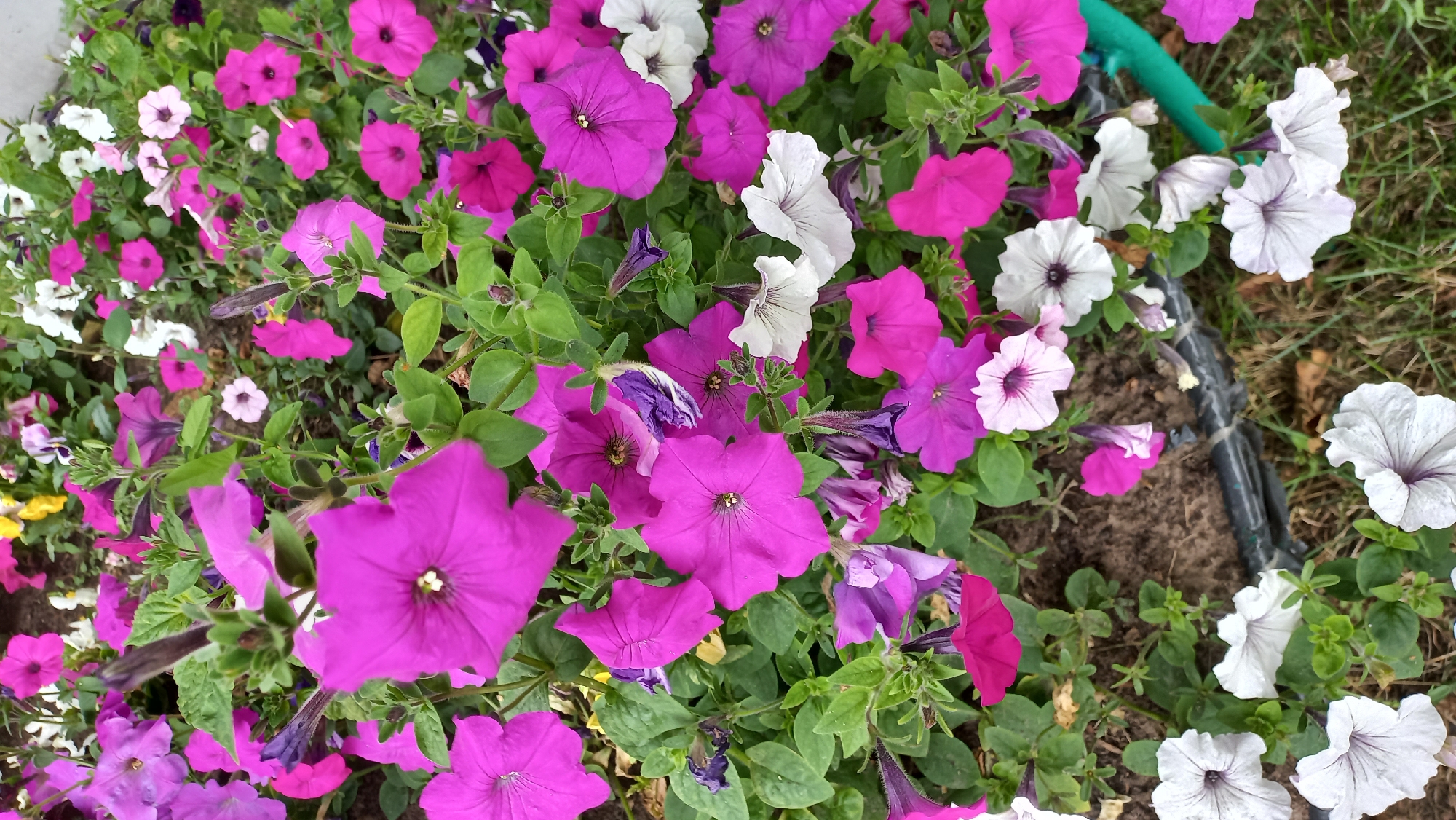 The image shows a dense planting of petunias in various shades of pink, purple, and white. The flowers are in full bloom and are interspersed with green foliage. The planting appears to be in a garden bed or public planter. In the lower portion of the image, there is exposed dark soil and some dry grass. A green plastic tube, possibly part of an irrigation system, is visible running horizontally through the lower right quadrant. There are no people or animals present in the image. The scene is typical of a well-maintained flower bed.