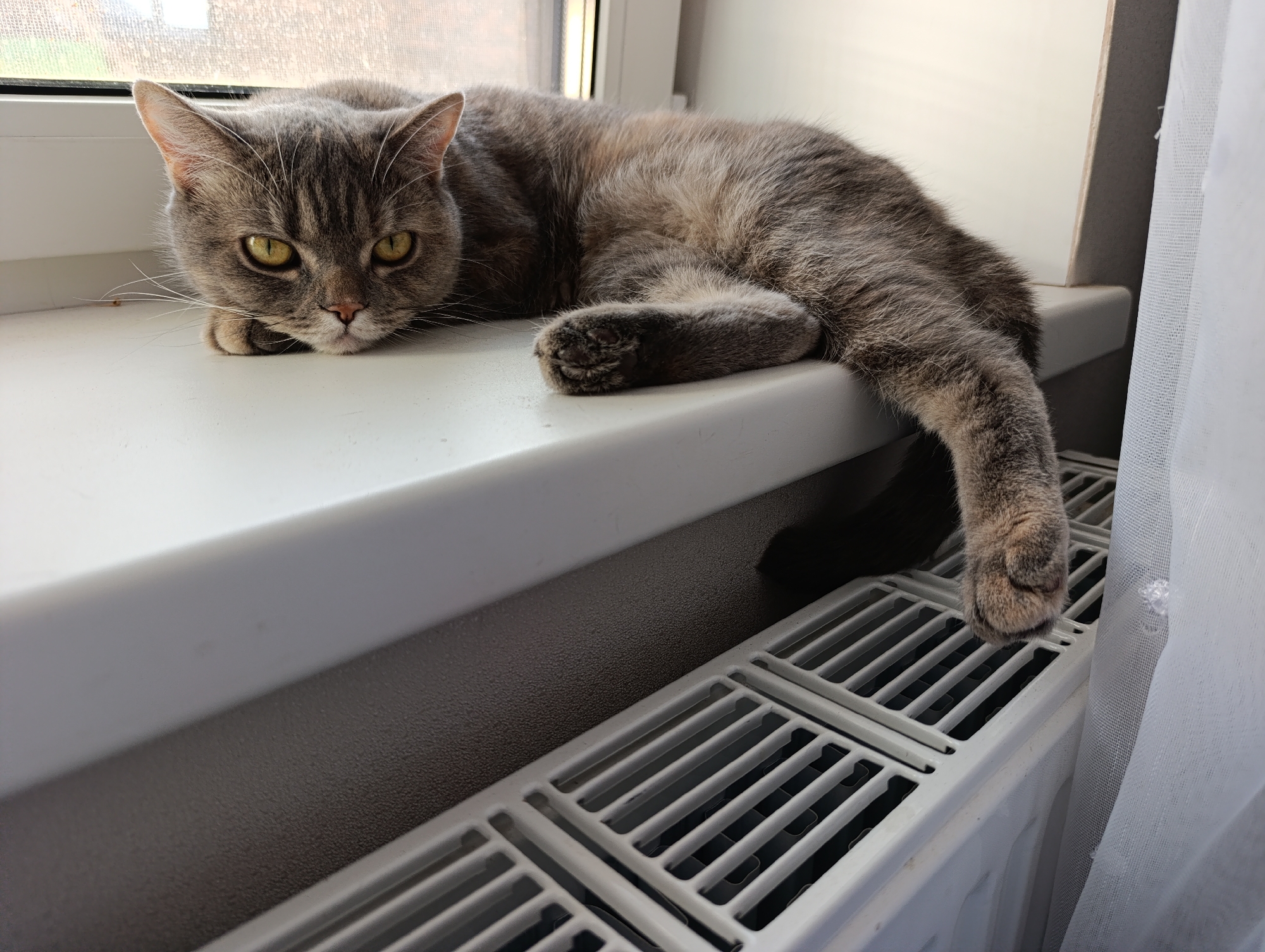 A gray tabby cat with yellow eyes lies on a white windowsill, extending a paw over the edge onto a white radiator. A white curtain hangs to the right of the radiator. The photograph was taken indoors, seemingly in a room with a window, in Chaikovsky, Russia.