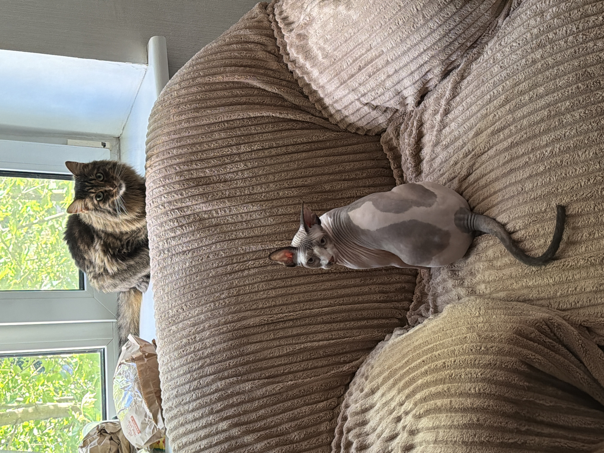 A domestic shorthair cat with brown and black tabby markings sits on a windowsill, looking towards the camera. Beside it are two crumpled brown paper bags. In the foreground, a Sphynx cat with pinkish-grey skin and lighter grey patches sits facing away from the camera on a brown corduroy couch. The background shows a window with green foliage visible outside. The scene is indoors, in an unknown urban location.