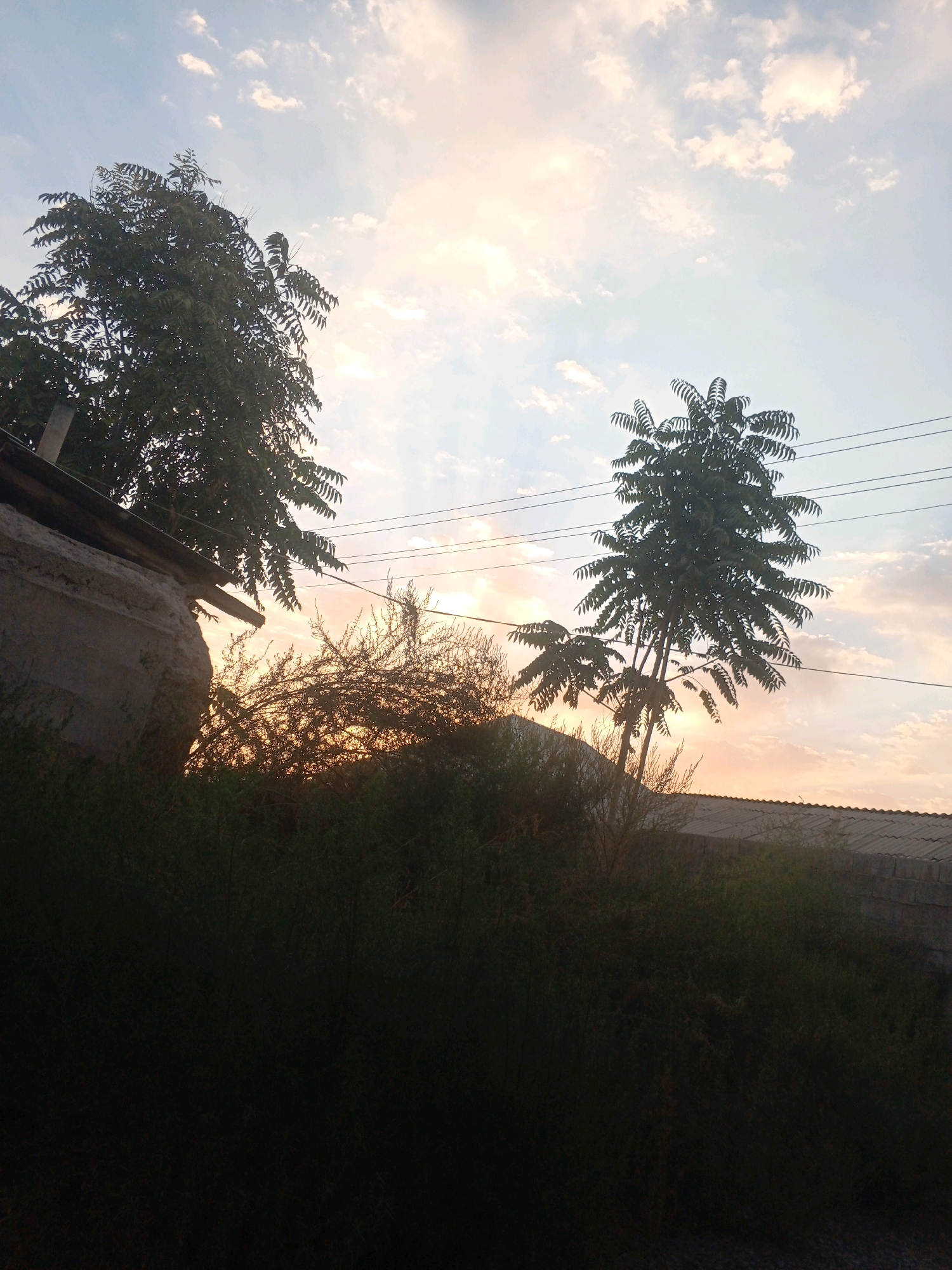 The image depicts an outdoor scene at dusk in an unspecified location. In the foreground, dense, dark green foliage obscures the lower portion of the frame. Behind the foliage, to the left, is a weathered, light-colored building with a sloped roof. Two trees with distinctive, feathery leaves are prominent in the mid-ground, silhouetted against a bright sky. The tree on the left is larger and closer to the building, while the tree on the right is slimmer and stands further to the right. Multiple power lines stretch horizontally across the upper portion of the image. The sky is a gradient of pale blue at the top, transitioning to warm yellows and oranges near the horizon, with scattered white clouds. The overall impression is of a rural or semi-urban setting during sunset.
