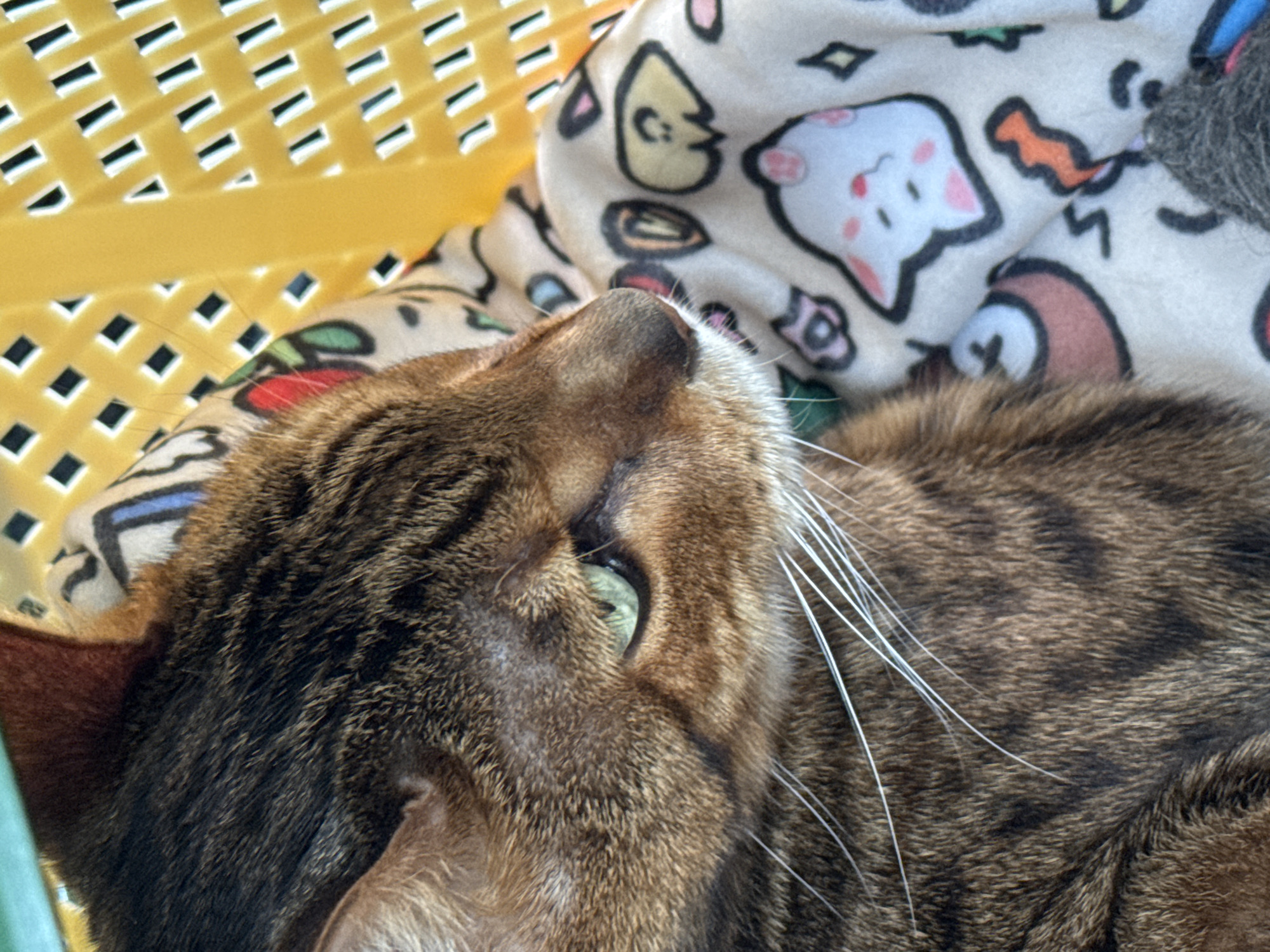 A close-up, eye-level, indoor shot shows a tabby cat resting on a patterned blanket. The cat's fur is brown with black stripes, and its eyes are green. The blanket is light-colored with cartoon cat faces and other designs. Behind the cat is a yellow, plastic grate structure. The scene is dimly lit, with the cat's face being the primary focus.