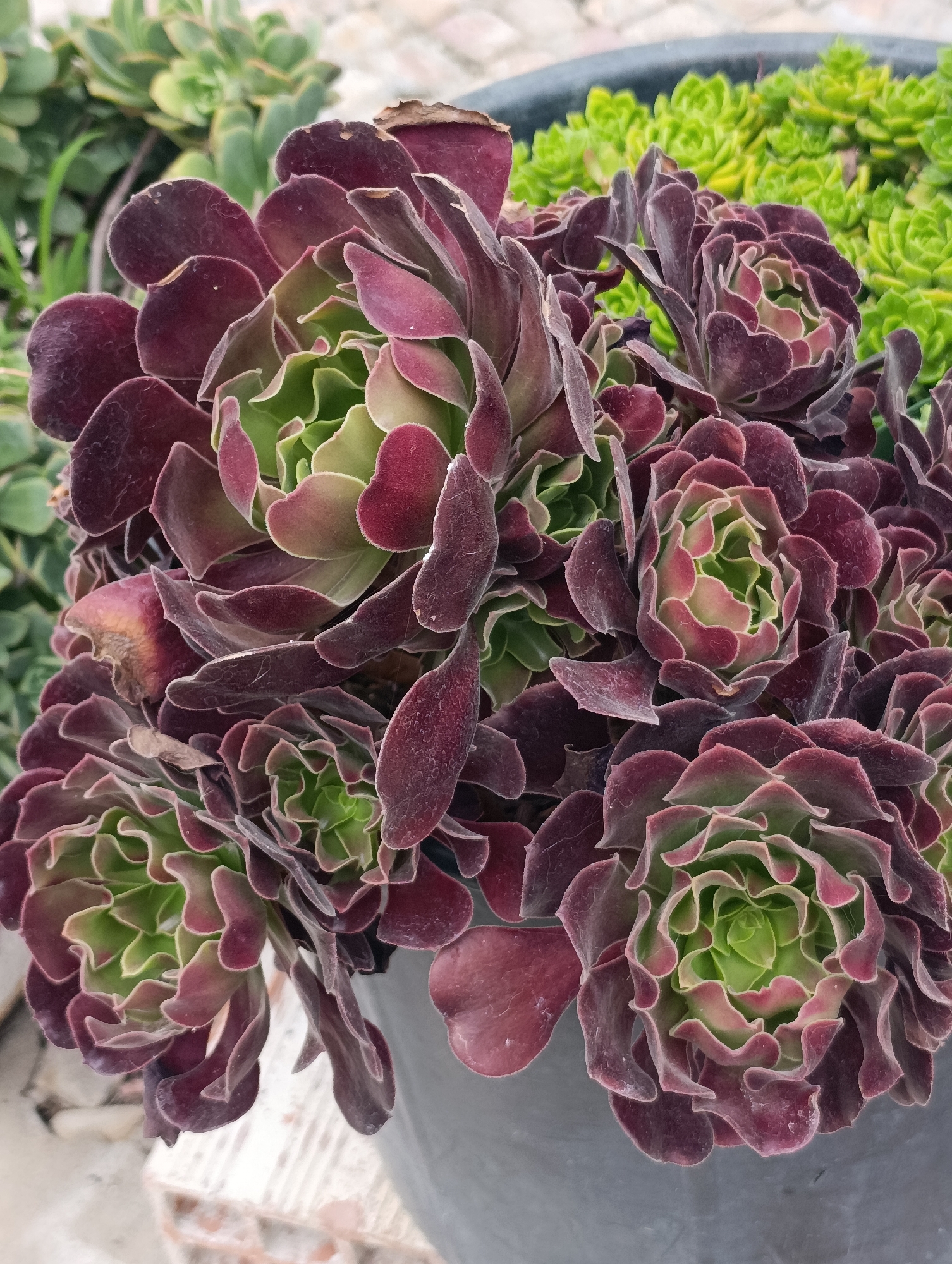 This is a close-up, eye-level, outdoor photograph of a collection of succulents. The foreground is dominated by a cluster of dark purple, rosette-shaped succulents, possibly Aeonium 'Zwartkop', with some lighter green foliage visible in the center of the rosettes. The leaves are fleshy, and some have a velvety texture. Behind these, and slightly out of focus, is a dense patch of bright green, smaller succulent rosettes. The succulents are planted in a dark gray pot, only partially visible. The background consists of a blurred, light-colored textured surface, possibly a wall or pavement, and more out-of-focus green foliage. The lighting is natural and appears to be from a slightly overcast sky, creating soft shadows. There are no people or animals present in the image. The scene suggests a garden or nursery setting. The location in Setúbal, Portugal is not discernible from the visual information in the image.