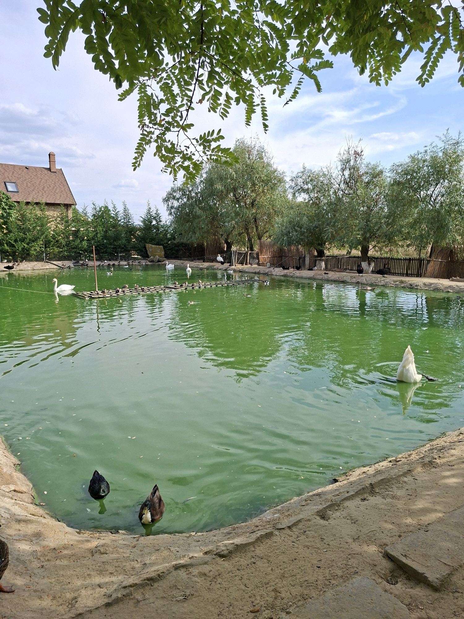The image shows a pond with green, murky water in Bardar, Moldova. Several birds are present in and around the pond, including two ducks with their heads submerged underwater, one white swan swimming, and another white swan diving with its tail feathers visible above the water. A raft made of wooden planks is floating in the pond, with a flock of smaller birds resting on it. In the background, a building with a brown roof and a chimney is visible, along with trees and a wooden fence. The sky is partly cloudy.