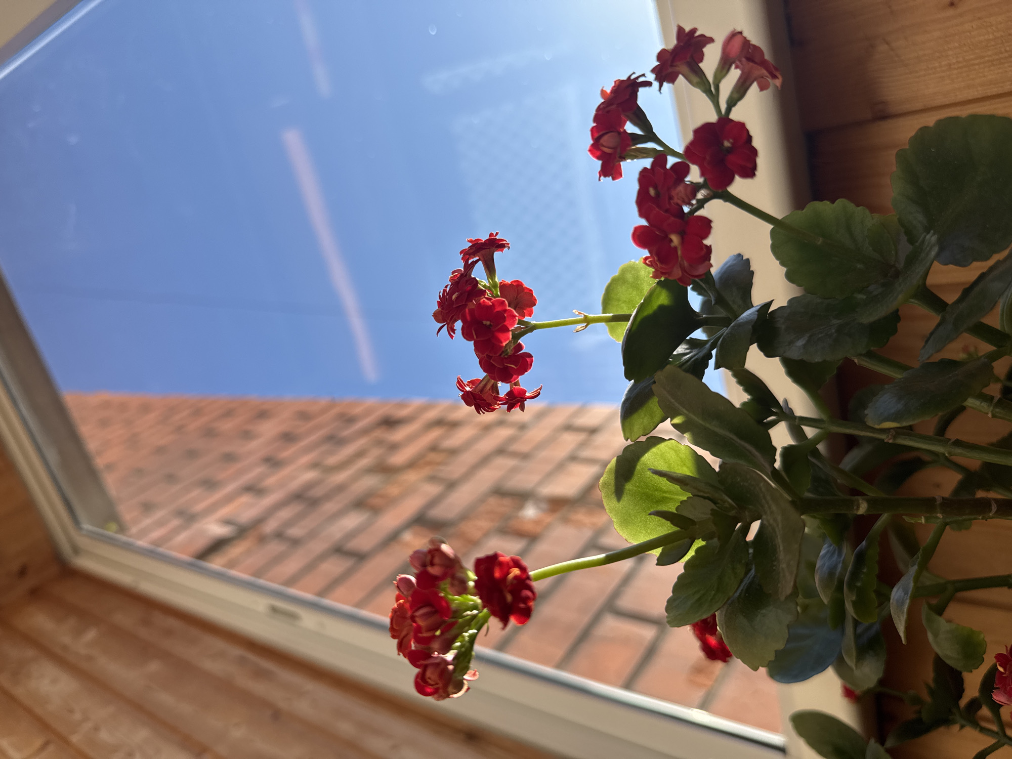 A low-angle indoor shot depicts a blooming Kalanchoe plant with red flowers positioned in front of a window. The window offers a view of a clear blue sky and a blurred image of a red-tiled roof. The room's interior appears to be wood-paneled. The location is inferred to be Dmitrov, Russia.