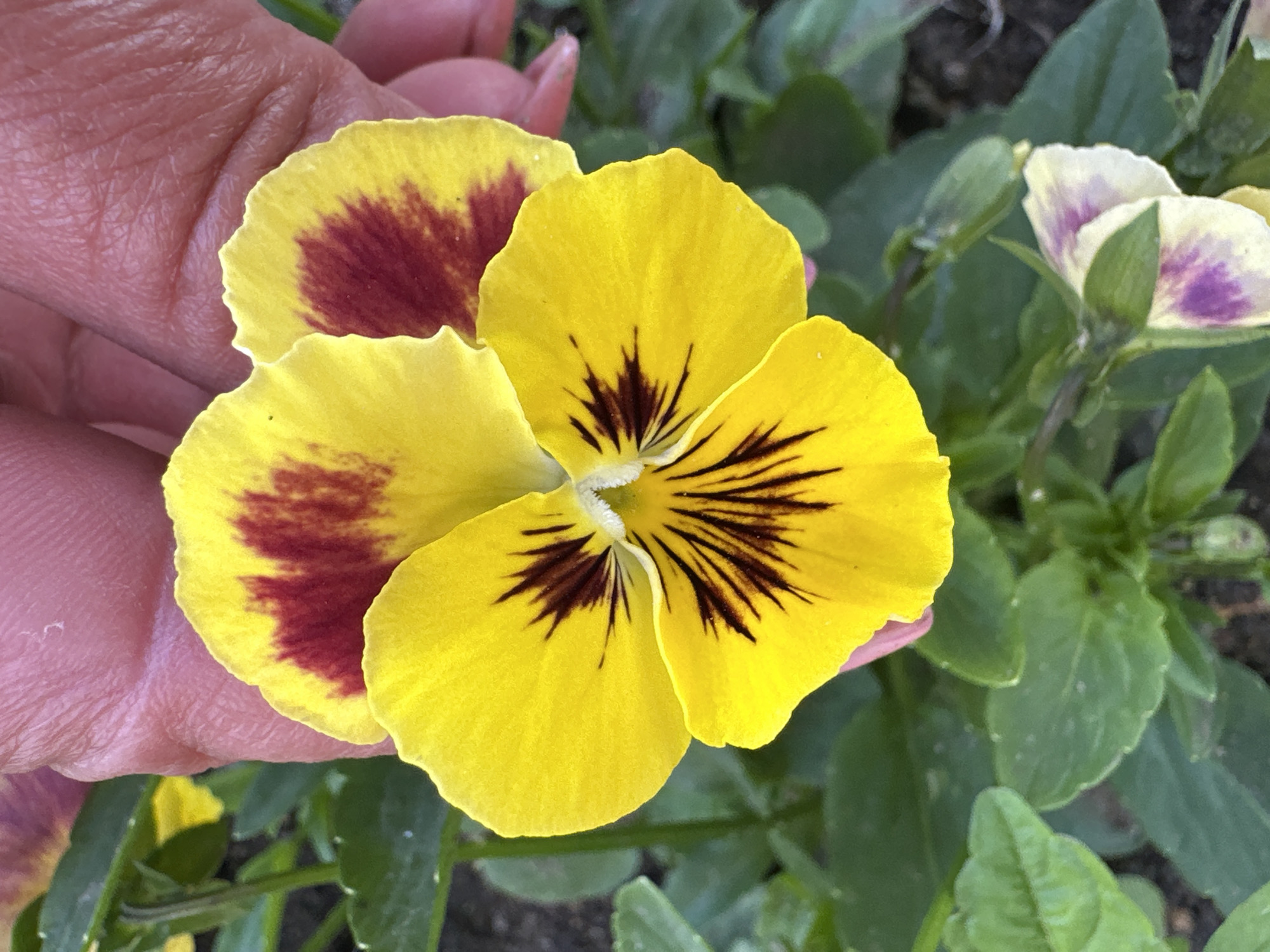 A close-up, eye-level shot focuses on a vibrant yellow pansy flower held between the thumb and index finger of a person. The flower's petals are a striking yellow, with deep burgundy markings on the upper two petals and dark, almost black veins radiating from the center of the lower petals. The person's skin, with visible fingerprints and texture, is a light pinkish-tan and dominates the upper right portion of the frame. The background consists of soft-focus green foliage and dark soil, suggesting an outdoor garden setting. There is another pansy with pale yellow and purple markings visible lower in the frame. The scene is well-lit, highlighting the textures and colors of the flower and the hand. The location is specified as Voronezhskoe-2, Russia.