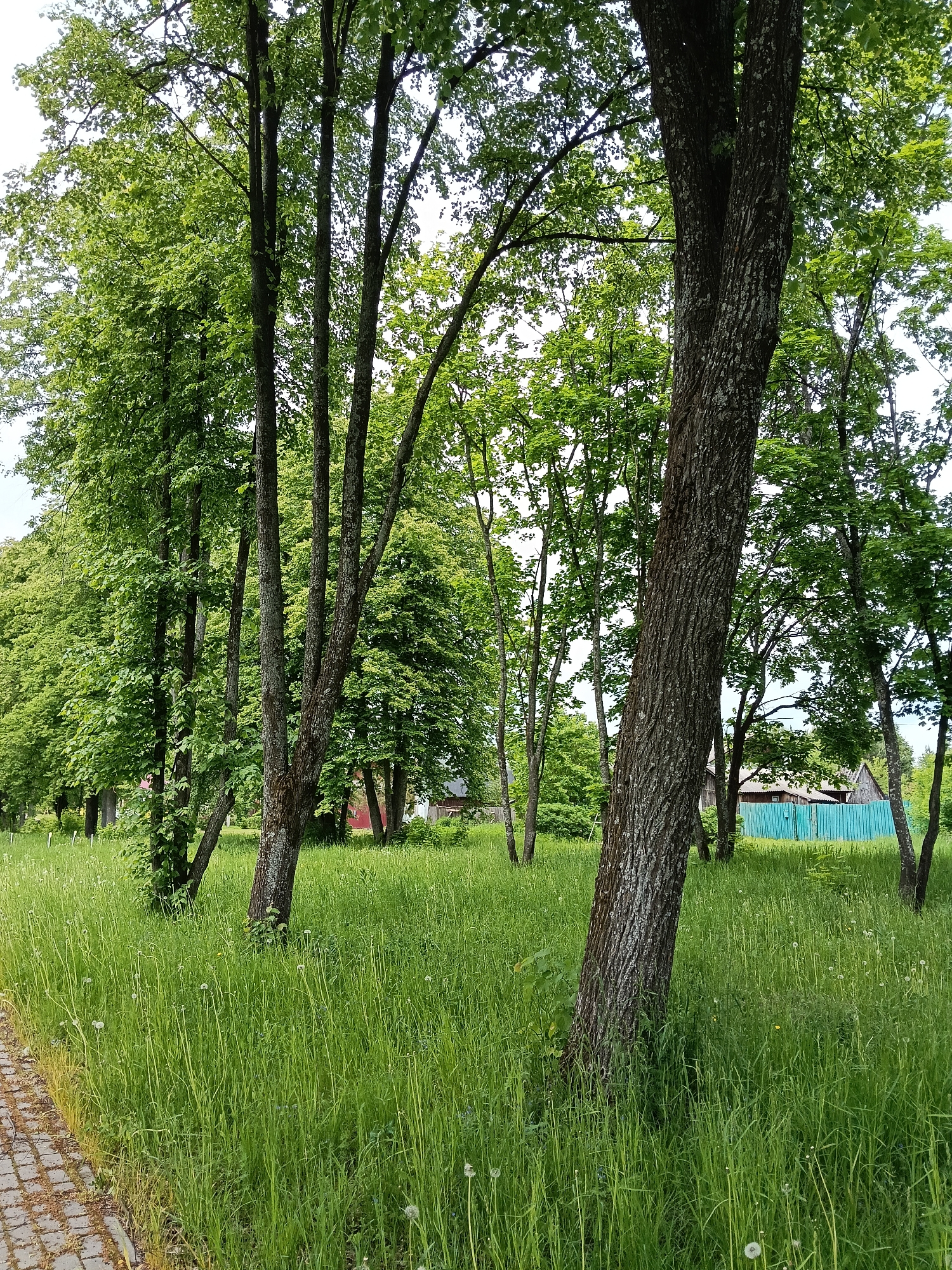 The image presents a vibrant green outdoor landscape, characteristic of late spring or early summer in Красный Маяк, Russia. The scene is dominated by a grove of tall deciduous trees with fresh, bright green foliage and dark, textured trunks, creating a sense of natural tranquility.
In the foreground, a paved path made of light-colored rectangular stones runs along the left edge of the frame. Adjacent to the path, and filling much of the lower and central parts of the image, is a sprawling area of lush, tall green grass interspersed with numerous white dandelion seed heads.
The midground and background are densely populated with trees, varying in thickness and height. The light filtering through the leaves suggests an overcast or partly cloudy sky, providing soft, diffused illumination without harsh shadows. Through the openings in the trees in the far background, hints of a rural settlement are visible. Most notably, a bright turquoise or light blue wooden fence runs horizontally, partially obscuring a rustic wooden building with a dark roof. Other less distinct structures with reddish-brown elements can also be seen further within the trees.
No people or animals are present, and no specific activity is taking place. The overall impression is one of peaceful natural beauty, with rich greens contrasting subtly with the brown tree trunks and the distant blue fence. No visible text is present in the image.