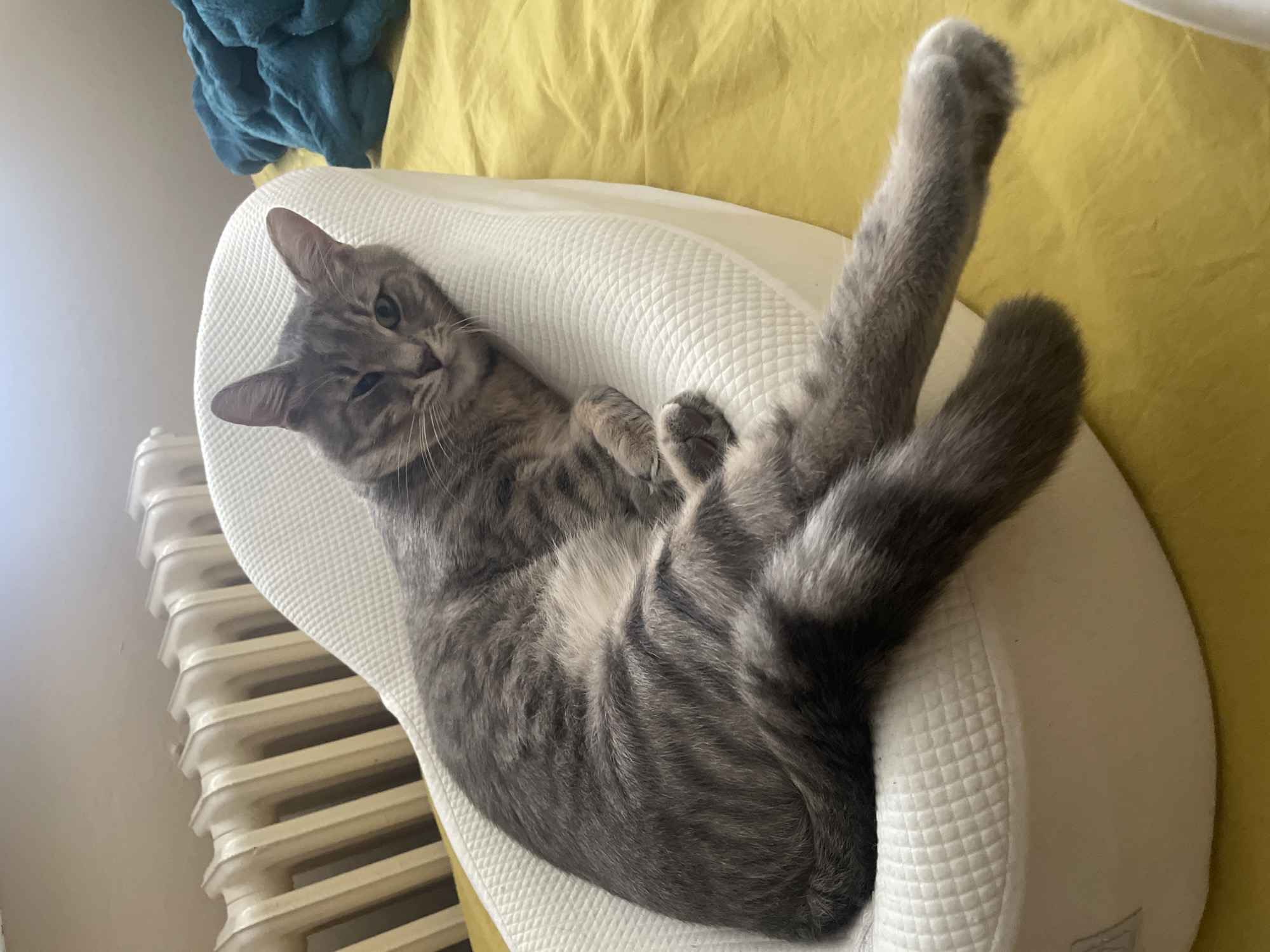 A gray tabby cat is lying on a white, quilted bolster pillow. The cat's head is facing the camera, and its hind legs are extended upwards. The pillow is resting on a yellow bedsheet. To the left of the pillow is a white radiator. In the upper left corner, there is a crumpled blue towel. The image was likely taken in an indoor setting. The location is Novi Sad, Serbia.