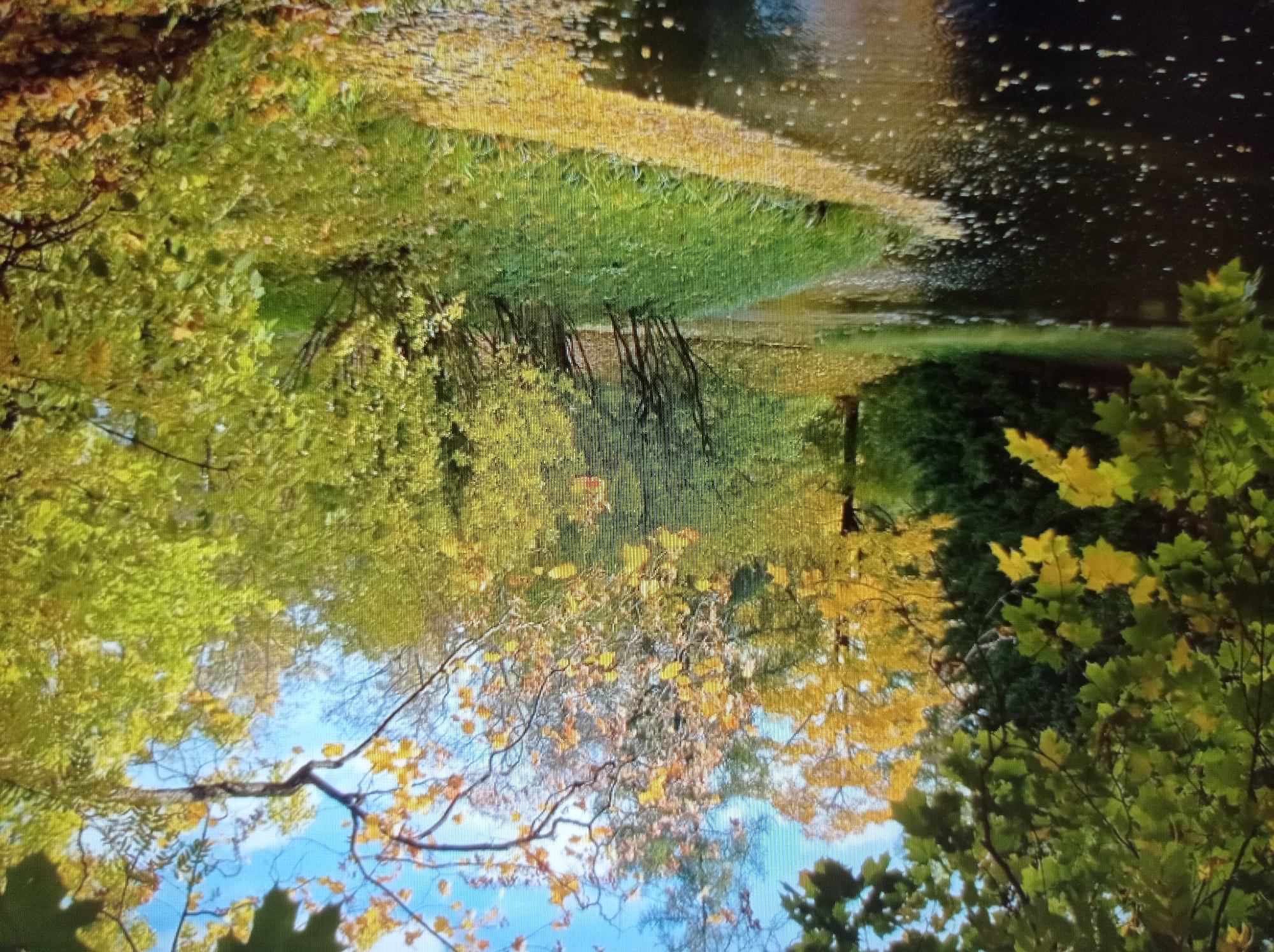The image depicts a natural landscape scene, likely a park or wooded area, bathed in the warm light of autumn. A body of dark water, possibly a pond or slow-moving river, occupies the foreground and left side of the frame. Fallen yellow leaves are scattered on the surface of the water and also along its bank, creating a textured, golden border.
The midground features a grassy area with a cluster of slender trees whose branches reach upwards, partially obscuring the sky. Beyond this, a dense array of trees with foliage in various shades of green and yellow dominate the background. The overall impression is one of a tranquil, natural environment during the autumn season. There are no people or structures visible in the image, suggesting a secluded natural setting. The sky is a clear, bright blue with a few wisps of white clouds.