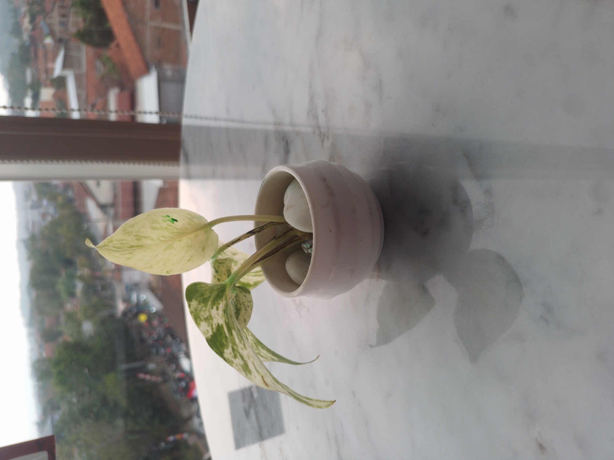 In Bumirejo, Indonesia, a small potted plant with variegated green and white leaves sits on a reflective marble surface. The plant is in a light-colored ceramic pot, adorned with two smooth white stones. The background, seen through a window, reveals a cityscape with rooftops and lush greenery, hinting at a residential area. The overcast sky suggests a cloudy day.