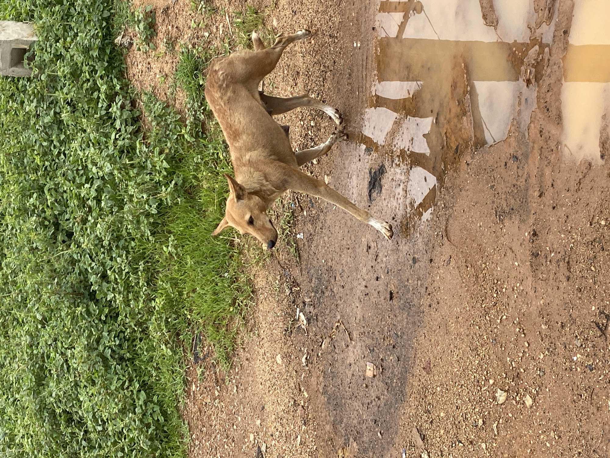 The image depicts a tan-colored dog lying on a dirt path in Bukuru, Nigeria. The dog's front legs are outstretched, and it appears to be resting near a puddle of muddy water. To the left of the dog is a patch of green vegetation. The ground is covered in dirt and small pebbles. The puddle reflects the sky, indicating recent rainfall or standing water.
