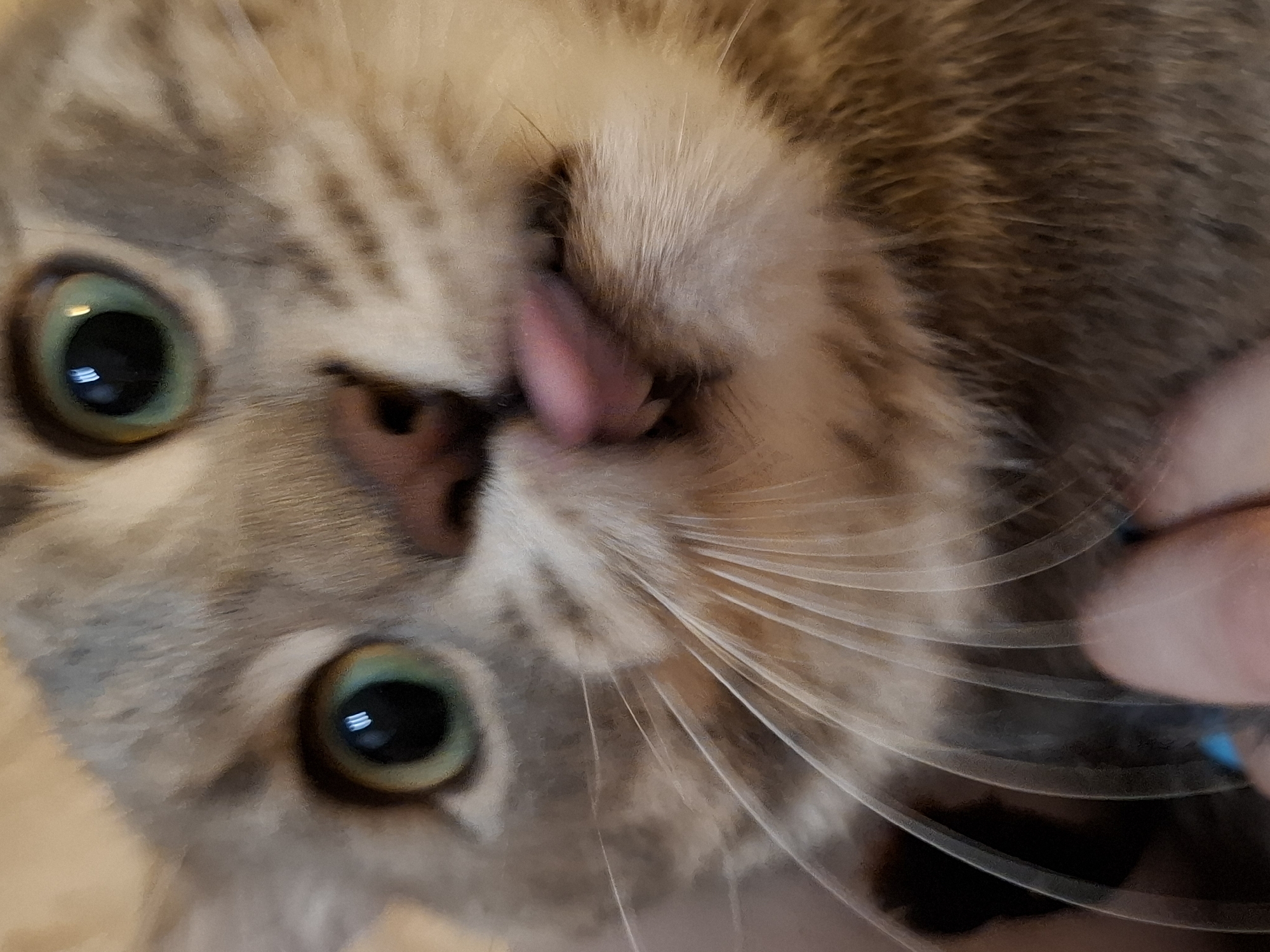 A close-up, eye-level, indoor photograph captures a domestic cat's face. The feline's eyes are wide open, with one eye showing reflections of a light source. Its tongue is extended, pink and pointed, protruding from its mouth. The cat's fur is a mix of gray and tan with dark stripes. In the lower portion of the image, a human hand, lightly touching the cat's cheek, is visible. The background is blurred, suggesting an indoor setting, possibly a home environment. The location in Zemun Urban Municipality, Serbia is not ascertainable from the image content.