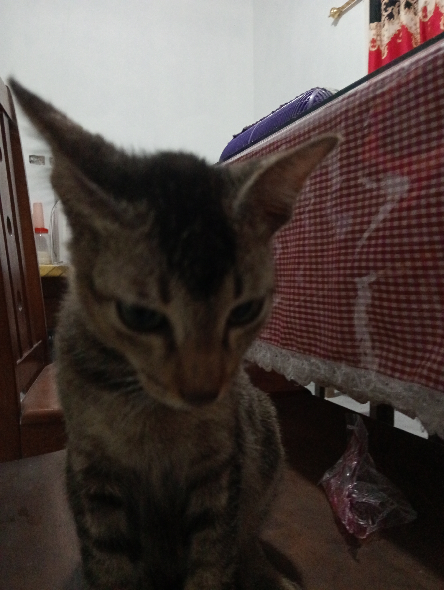 The media file features a small, domestic tabby cat, likely a kitten or young cat, with brown, grey, and black striped fur. The cat is positioned in the foreground, sitting or crouching, with its head tilted downwards and its gaze directed towards the ground. Its large, pointed ears are clearly visible. The overall image has a soft focus, particularly around the cat's face.
The scene is set indoors, within what appears to be a room in a home. To the left of the cat, a portion of a wooden chair with vertical slats is visible. To the right, a table or bed covered with a red and white checkered tablecloth, adorned with a white lace trim, occupies the middle ground. A purple, somewhat cylindrical object is partially seen resting on this surface. In the background, further to the right, a curtain with a dark and red floral pattern is discernable. On the floor or a low surface near the cat's right side, a crumpled clear plastic bag with reddish contents is present. A small, light-colored bottle with a red cap can also be faintly seen behind the wooden chair.
The cat is not engaged in any specific action other than looking down, suggesting a moment of quiet observation or rest. The lighting is characteristic of an indoor setting, appearing somewhat dim or utilizing artificial light, which contributes to the soft and slightly muted tones of the photograph. There is no visible text in the image. The location context provided is Kruengmanyang, Indonesia.