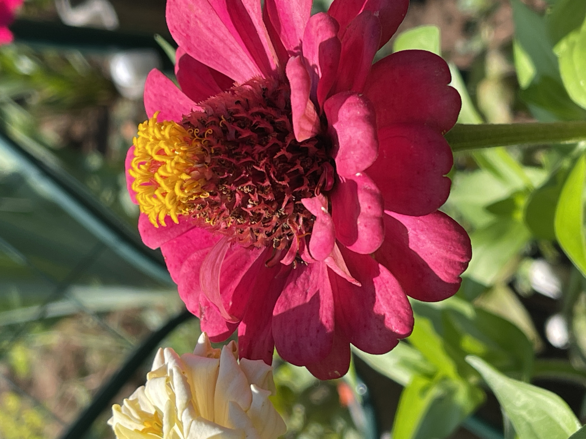 The image shows a close-up view of a vibrant pink zinnia flower with a bright yellow center. The flower is in full bloom, with its petals spread wide. To the left of the pink zinnia, a portion of a pale yellow flower is visible, also appearing to be a zinnia. The flowers are set against a blurred background of green foliage and a hint of what appears to be a greenhouse structure. The lighting suggests it is daytime, with sunlight casting shadows on the petals. The scene is set outdoors, possibly in a garden or greenhouse. The specific location of Tataraskaya Kargala, Russia, is not visually discernible from the image itself; this detail is external information provided with the prompt.