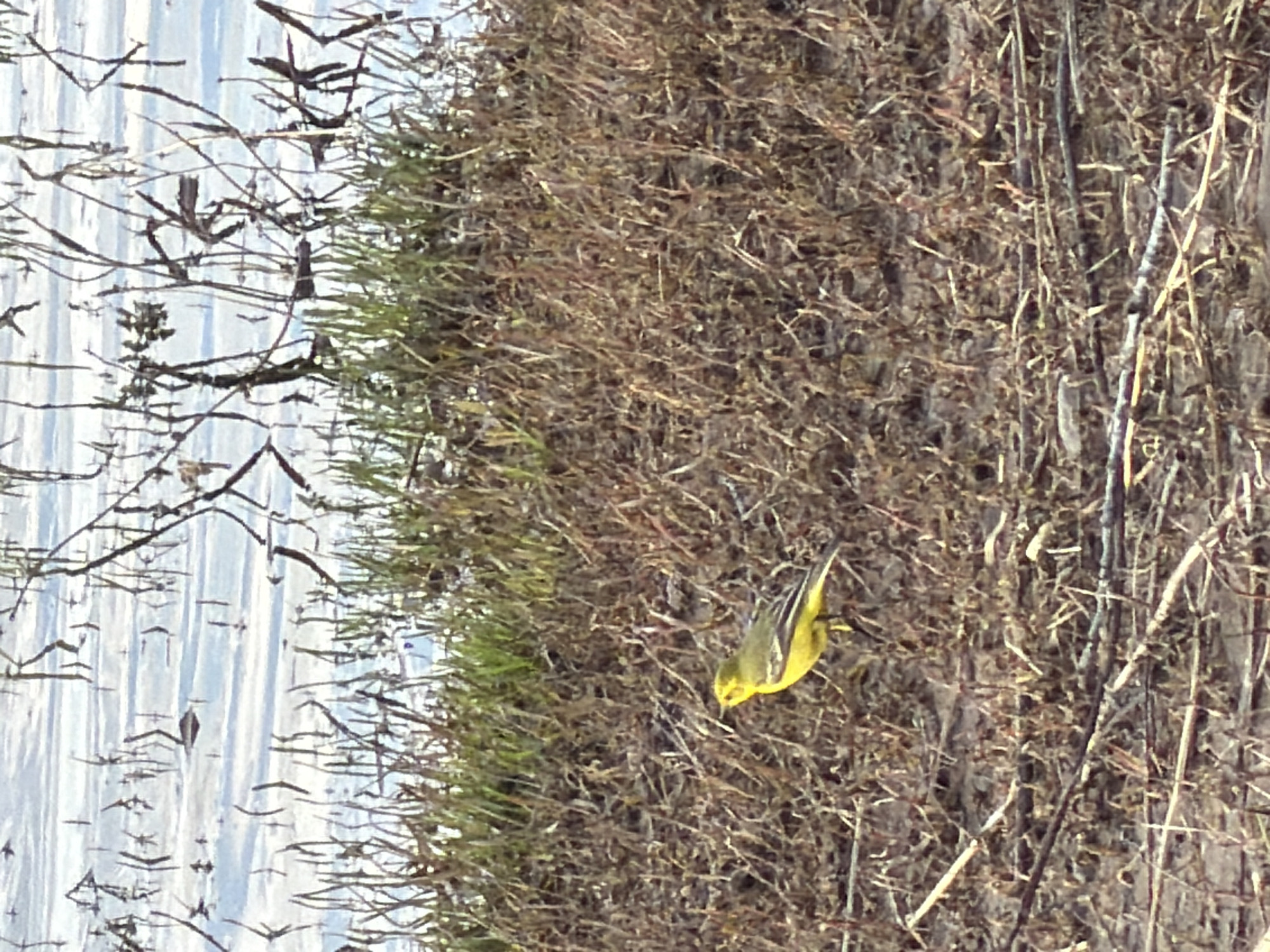 This image, taken in Nikolo-Beryozovka, Russia, depicts a natural outdoor scene featuring a small bird in a wetland or riparian environment. The central subject is a small passerine bird, prominently yellow on its breast and head, with olive-green or dark striped markings on its back and wings. The bird is positioned on a thick bank composed of dense, dry, straw-colored vegetation, possibly reeds or grasses. Its head is tilted downwards, suggesting it is foraging or observing something within the dried foliage.
To the left of the vegetated bank, there is a calm body of water, likely a lake or river, which reflects the bright sky and numerous bare, dark branches or twigs. A thin line of fresh green vegetation separates the water from the extensive dry bank. The overall atmosphere is one of natural tranquility. The visible absence of lush green leaves on the reflective branches and the dry appearance of the bank indicate a season such as late autumn, winter, or early spring. The bright, even lighting suggests it is daytime. There is no visible text in the image.
