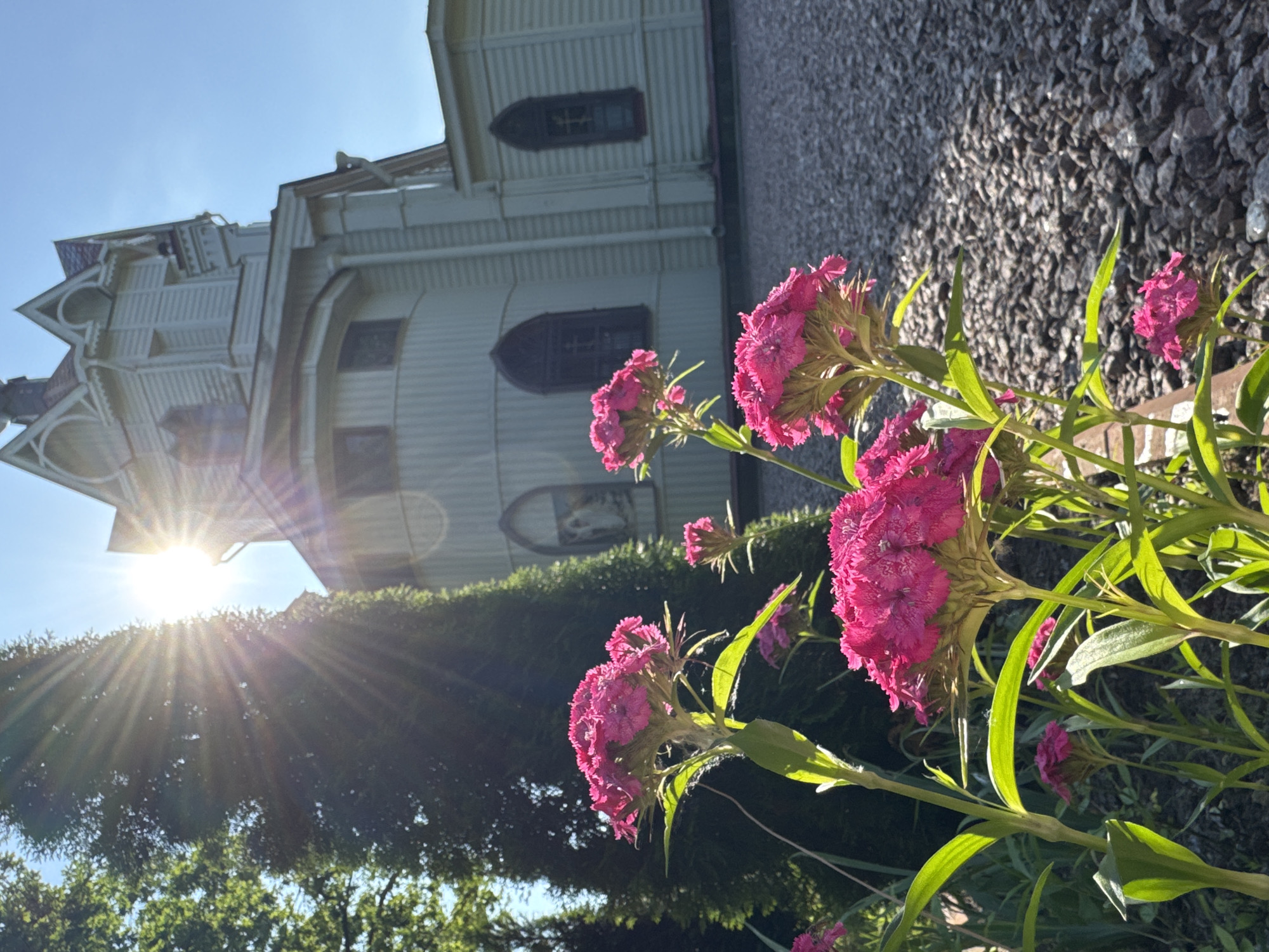A low-angle shot captures a bright, sunny day in Lomonosov, Russia. In the foreground, a cluster of vibrant pink flowers, likely carnations, are in full bloom, their petals catching the sunlight. The flowers are in sharp focus, with long, green leaves and stems trailing around them. Behind the flowers, a large, white building with intricate architectural details, possibly a church or historical mansion, is visible. The building features several arched windows with dark frames and decorative trim. Sunlight streams from the left, creating a lens flare effect and casting bright rays across the scene. A dense evergreen hedge runs along the side of the building, partially obscuring its lower section. The ground is covered in dark gravel. The sky is a clear, bright blue, indicating fair weather. The sun's position suggests it is morning or late afternoon. No people are visible in the image.