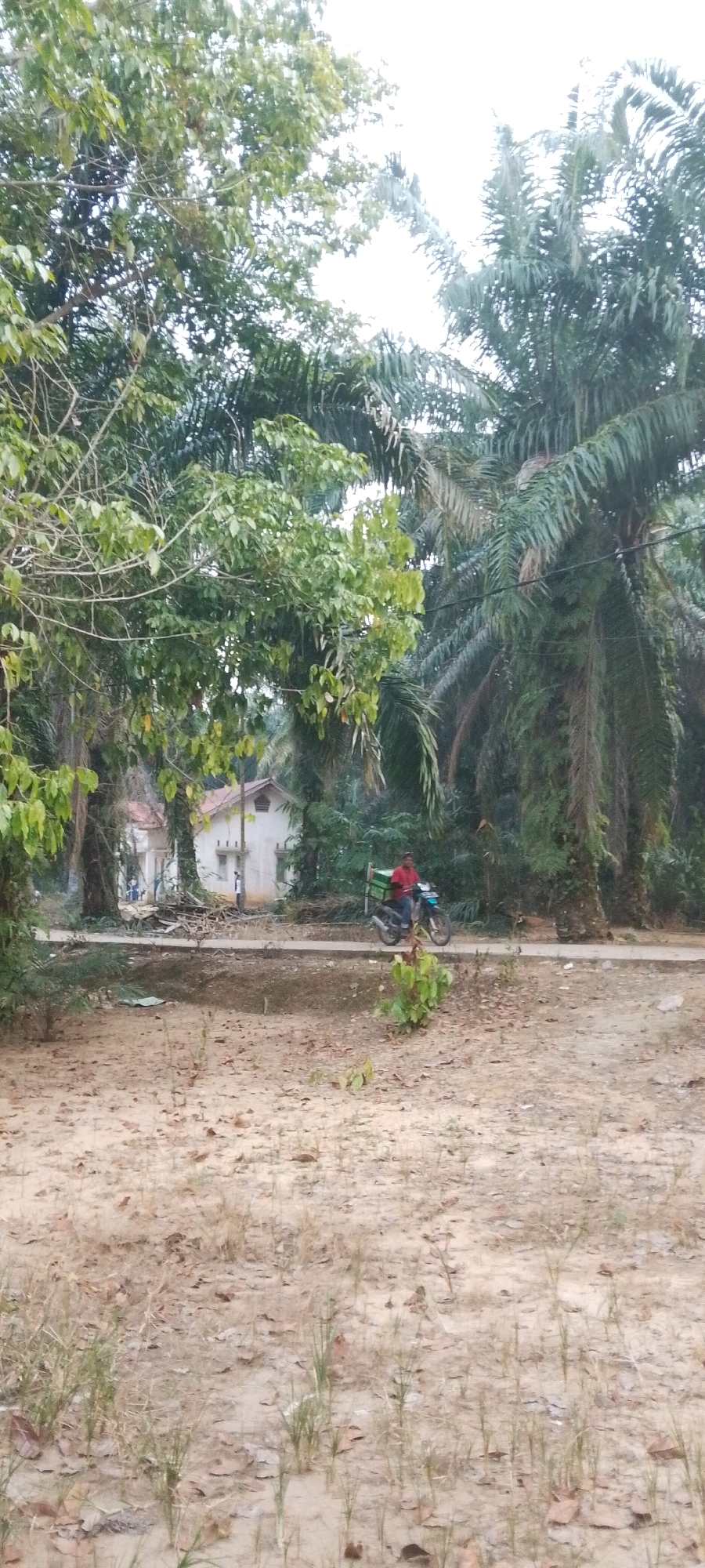 In Lenggadai Hilir, Indonesia, a scene unfolds on a dirt road bordered by lush vegetation and palm trees. A single-story building with a red roof is visible in the background, partially obscured by trees. To the right of the building, a person in a red shirt rides a motorcycle with a green cargo box attached to the back, traveling on the paved road. The ground in the foreground is sandy and dry, with sparse green shoots and scattered fallen leaves. The sky is overcast and bright.