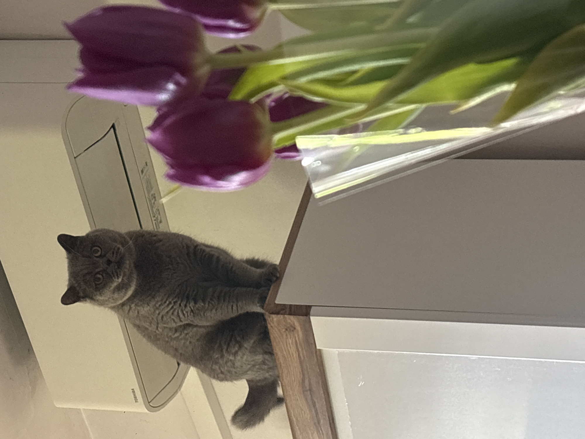 A gray cat is perched atop a white cabinet with a brown wooden trim. Above the cat is a bouquet of purple tulips. To the left, a white air conditioning unit is affixed to the wall. The location cannot be confirmed as Burgas, Bulgaria.